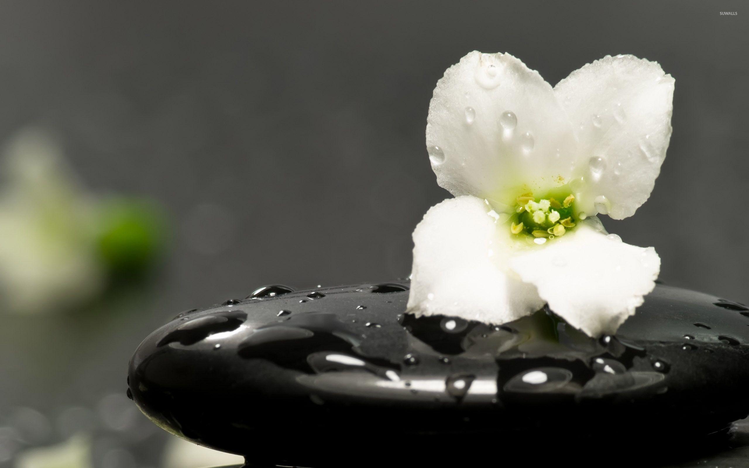2560x1600 Flower on a spa stone wallpaper wallpaper