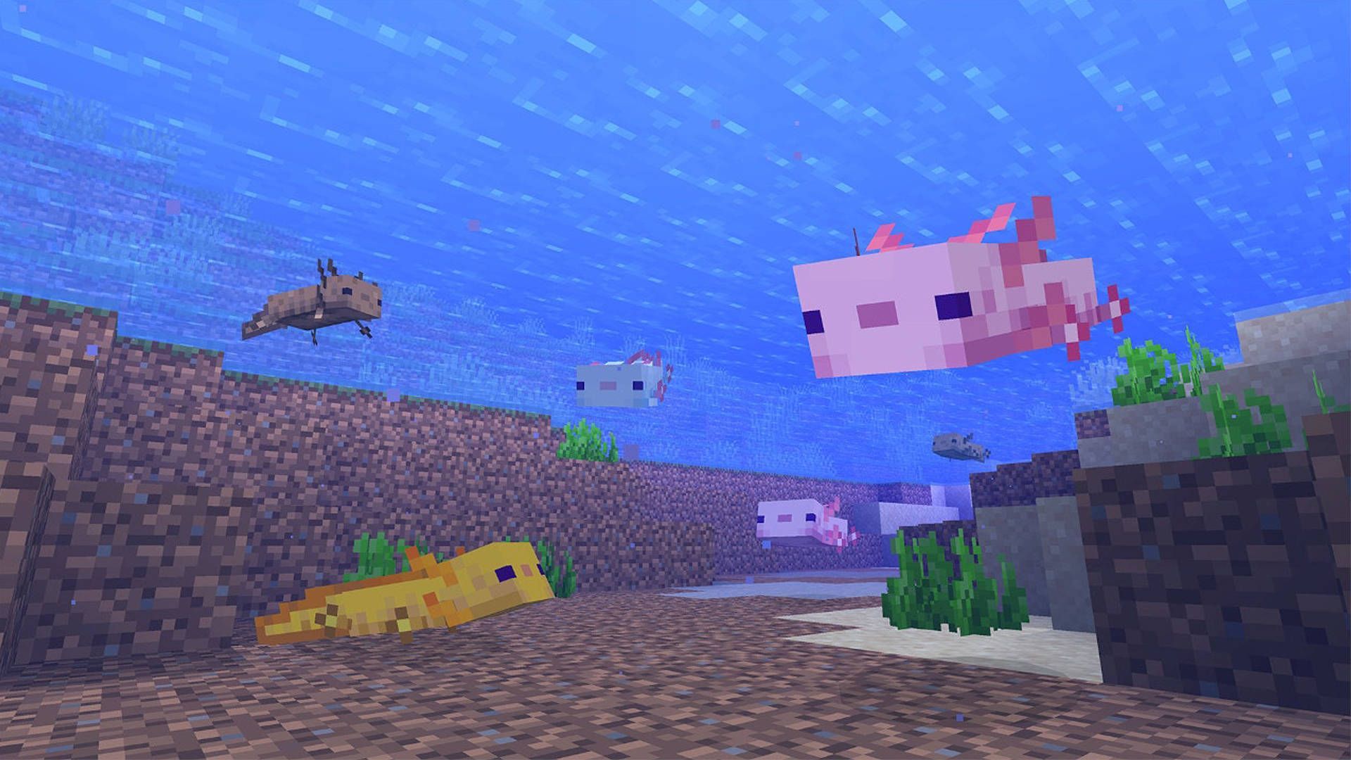 1920x1080 Minecraft Axolotls Underwater Wallpaper