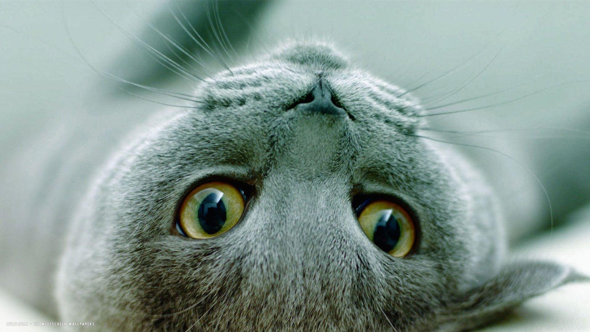 Russian Blue Cat Wallpapers Top Free Russian Blue Cat Backgrounds