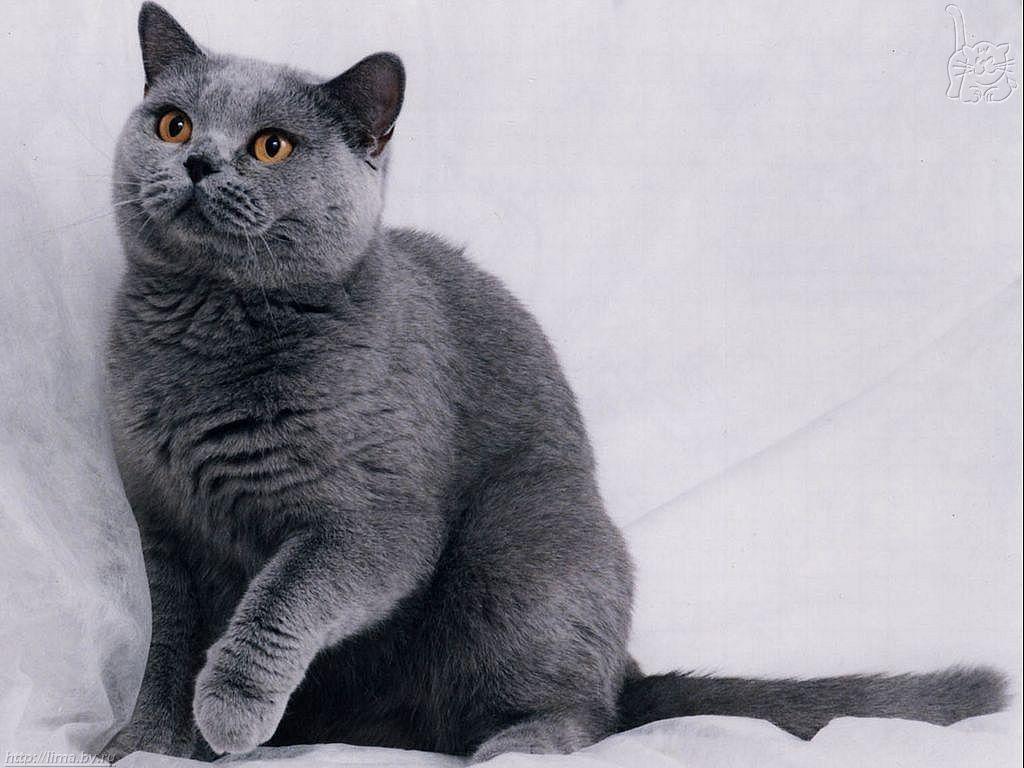 1024x768 Russian Blue cat wallpaper