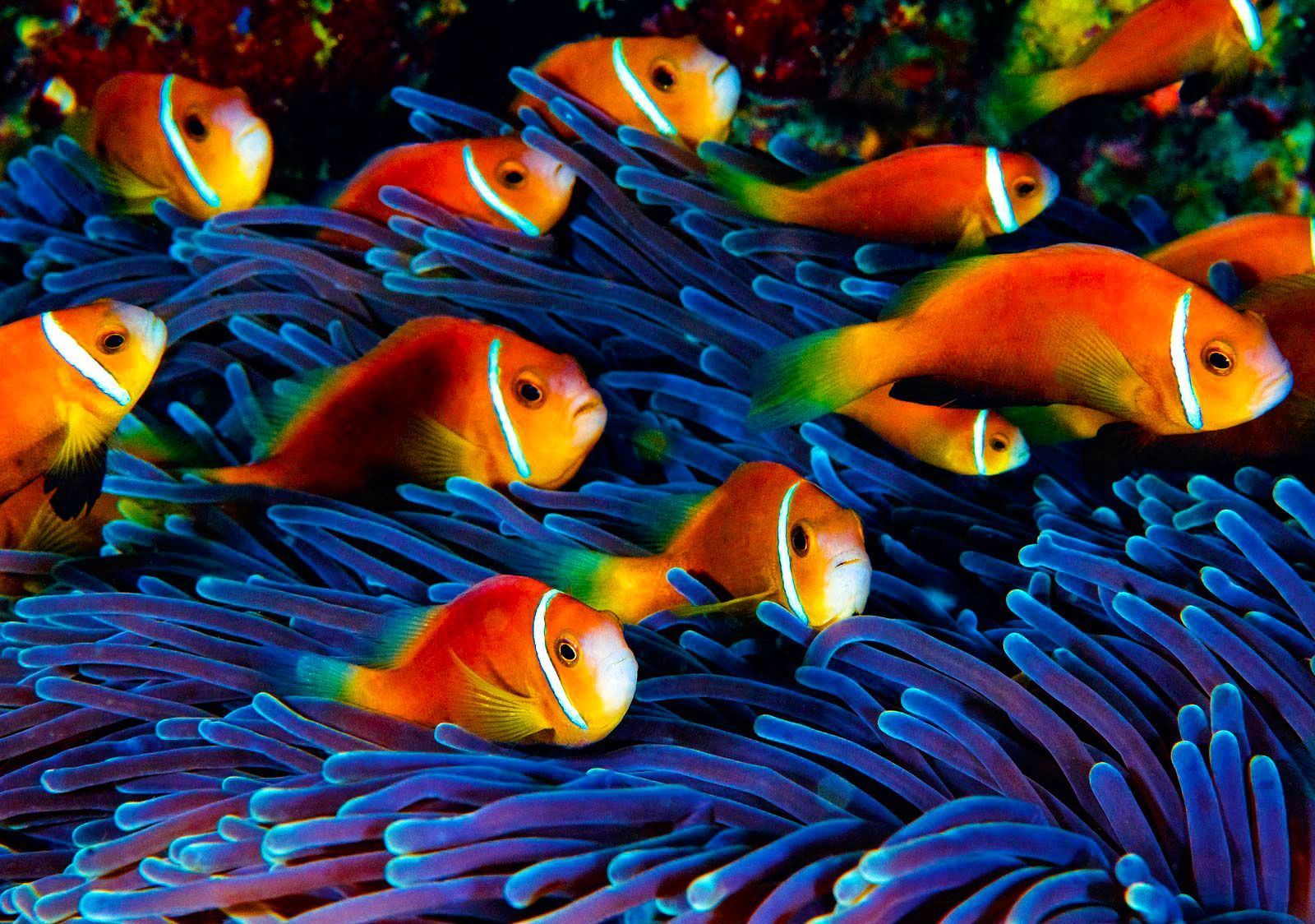 1600x1124 Fish Wallpaper