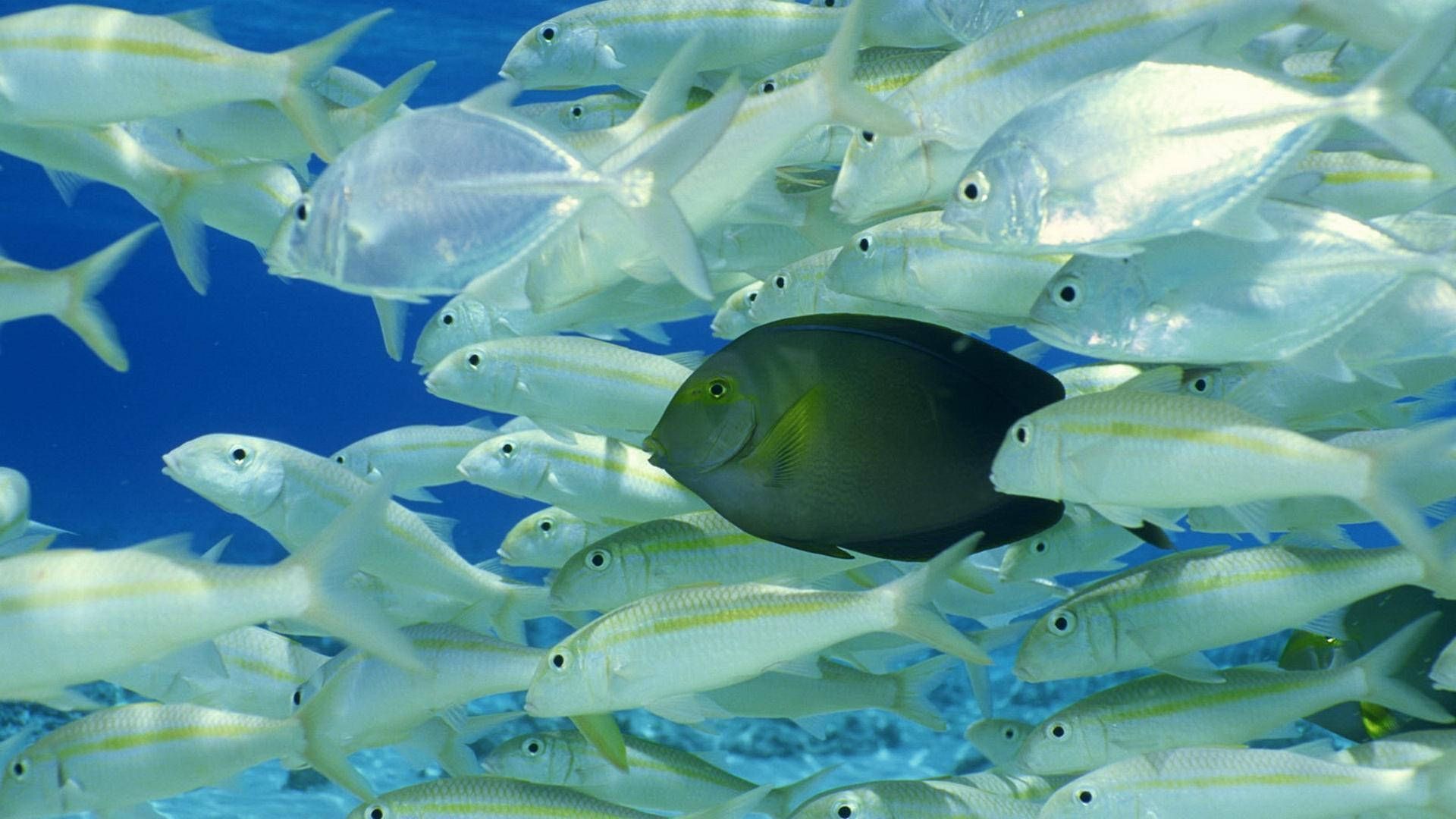 1920x1080 Aquatic School Of Fish Wallpaper