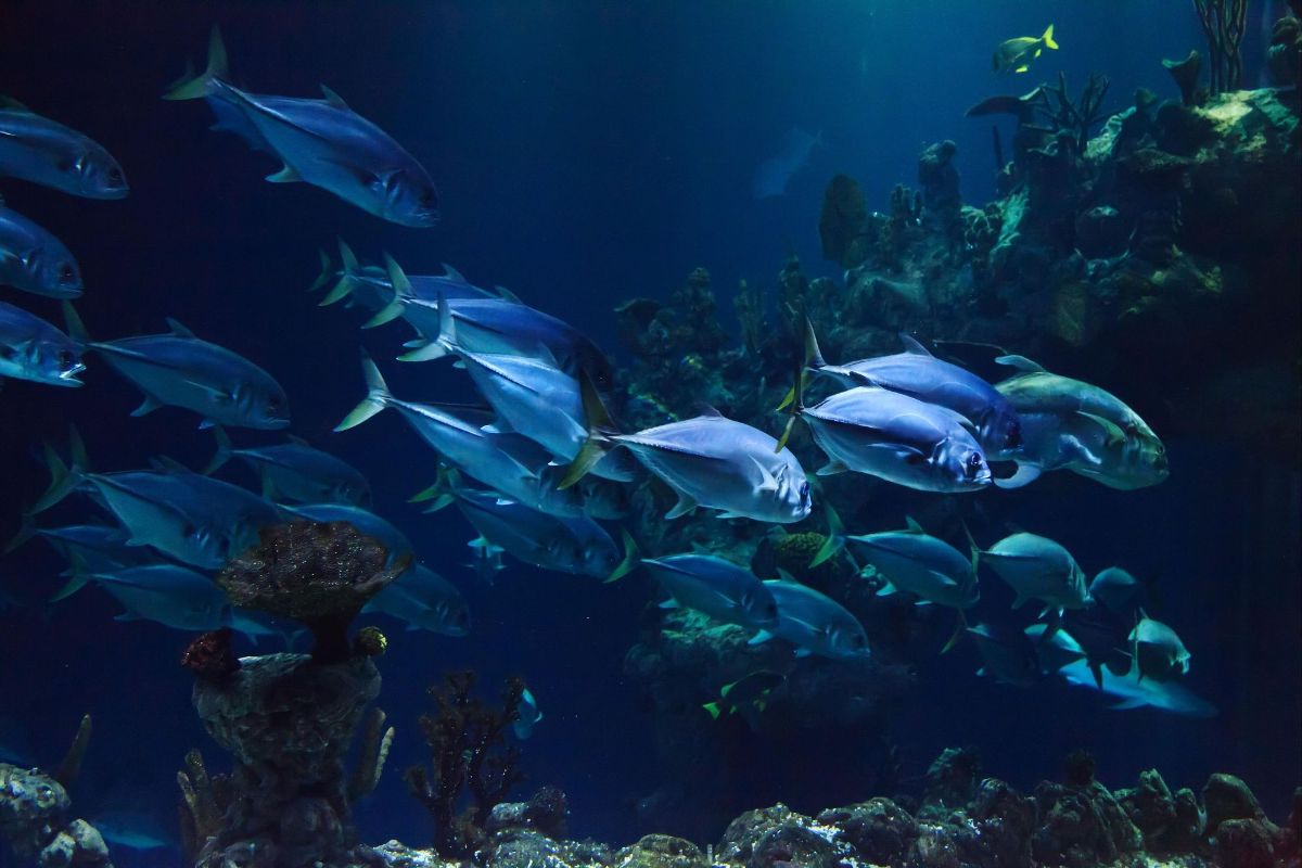 1200x800 HD Desktop Background With school of fish