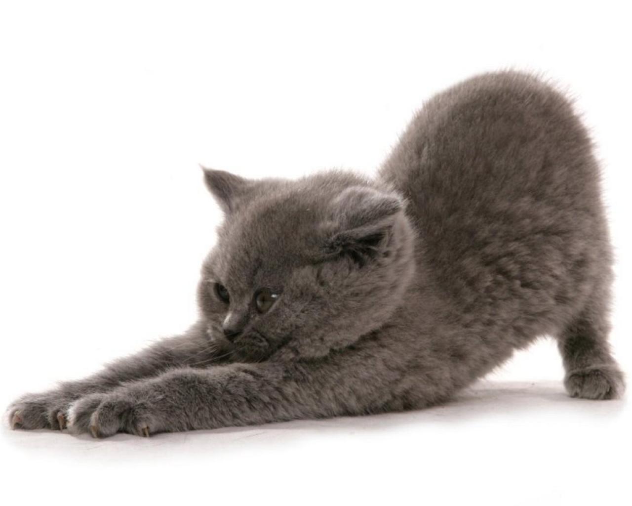 1280x1024 Reasons to Get a Russian Blue Cat