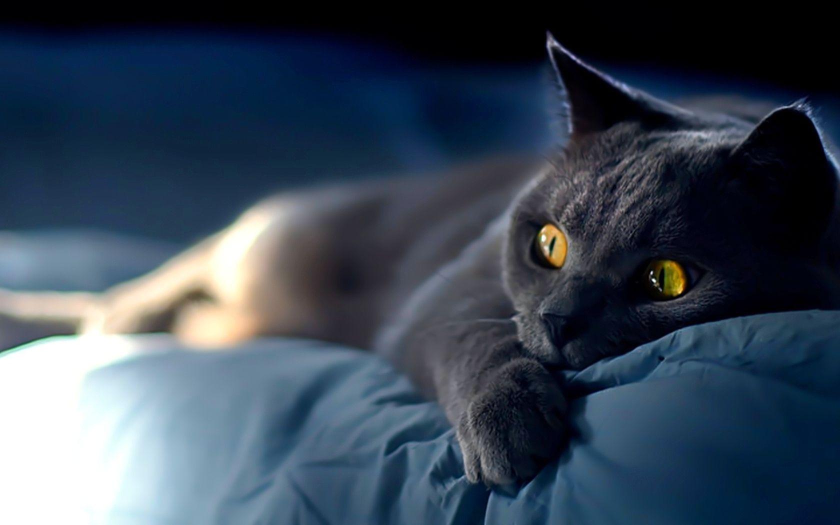 Russian Blue Cat Wallpapers - Top Free Russian Blue Cat Backgrounds