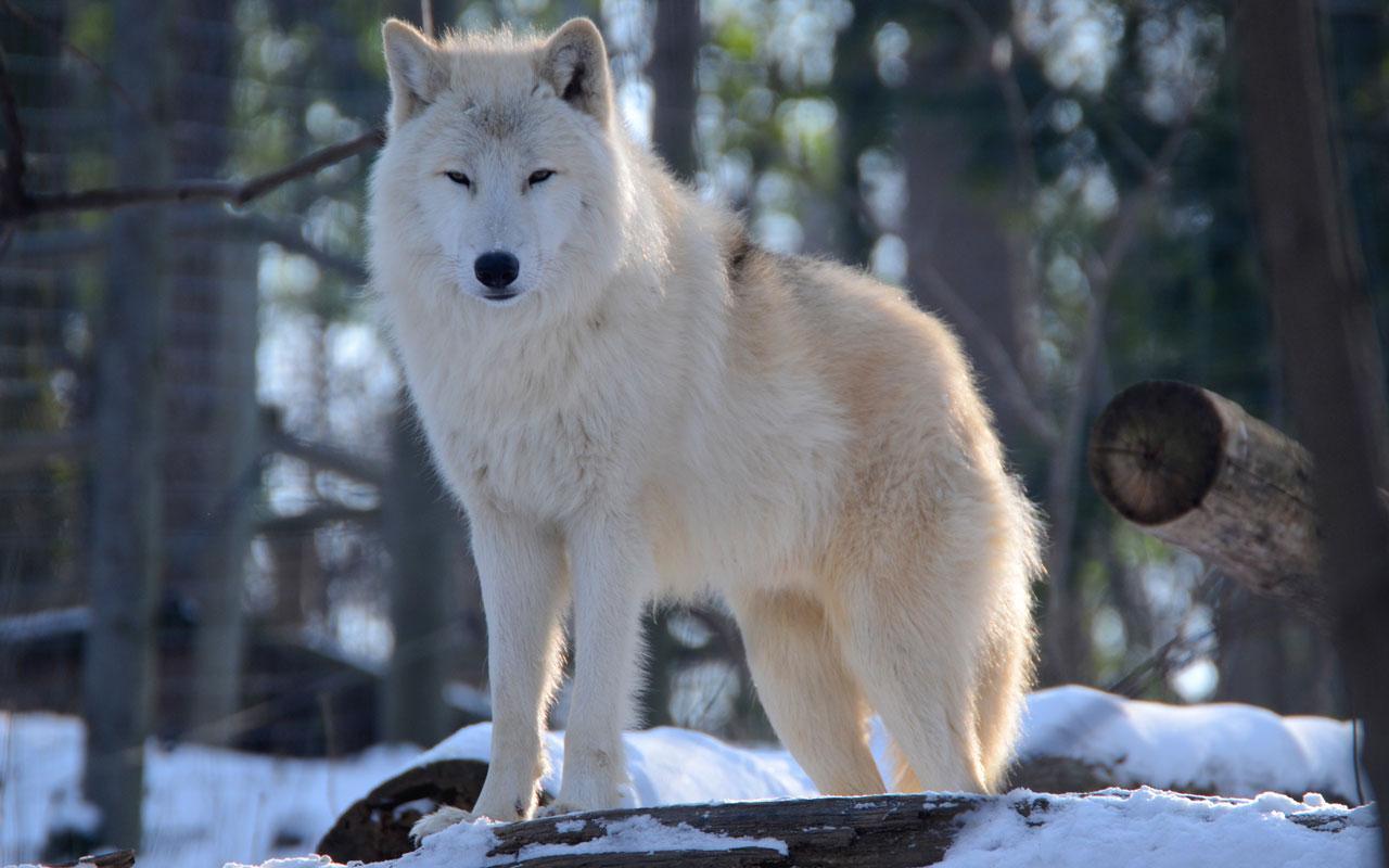 1280x800 White Wolf Photo