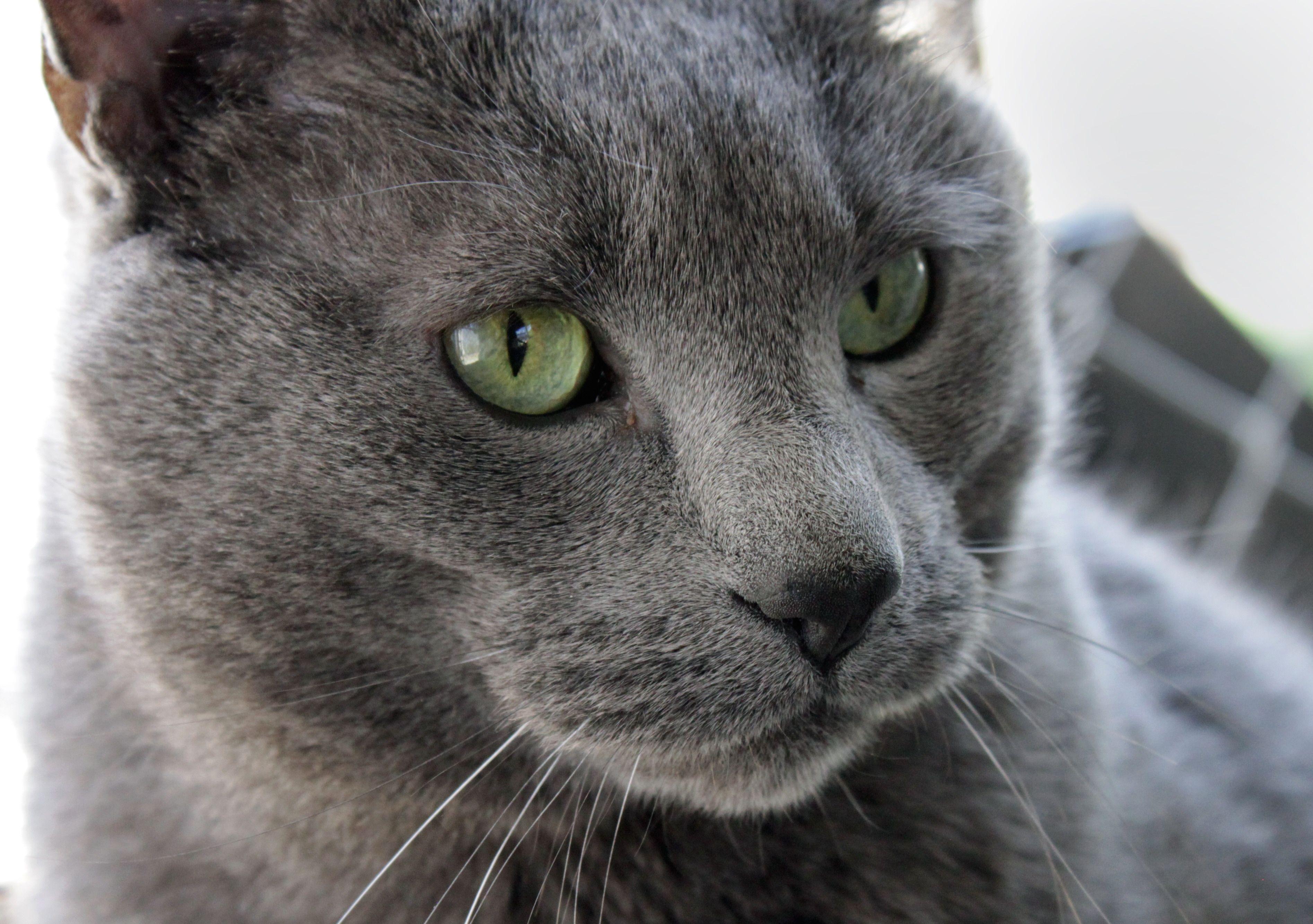 3789x2667 russian blue cat free image