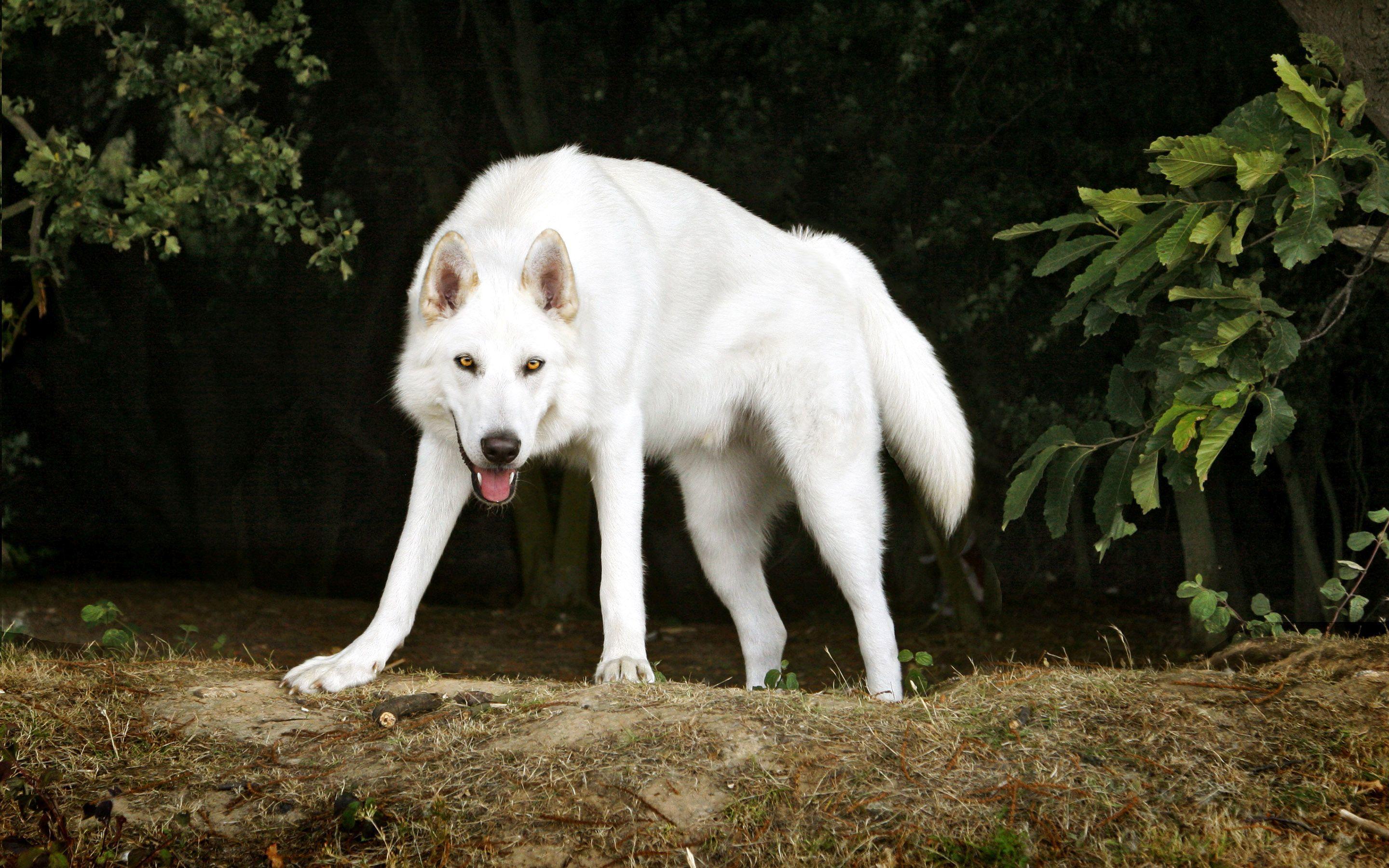 2880x1800 White wolf wallpaper