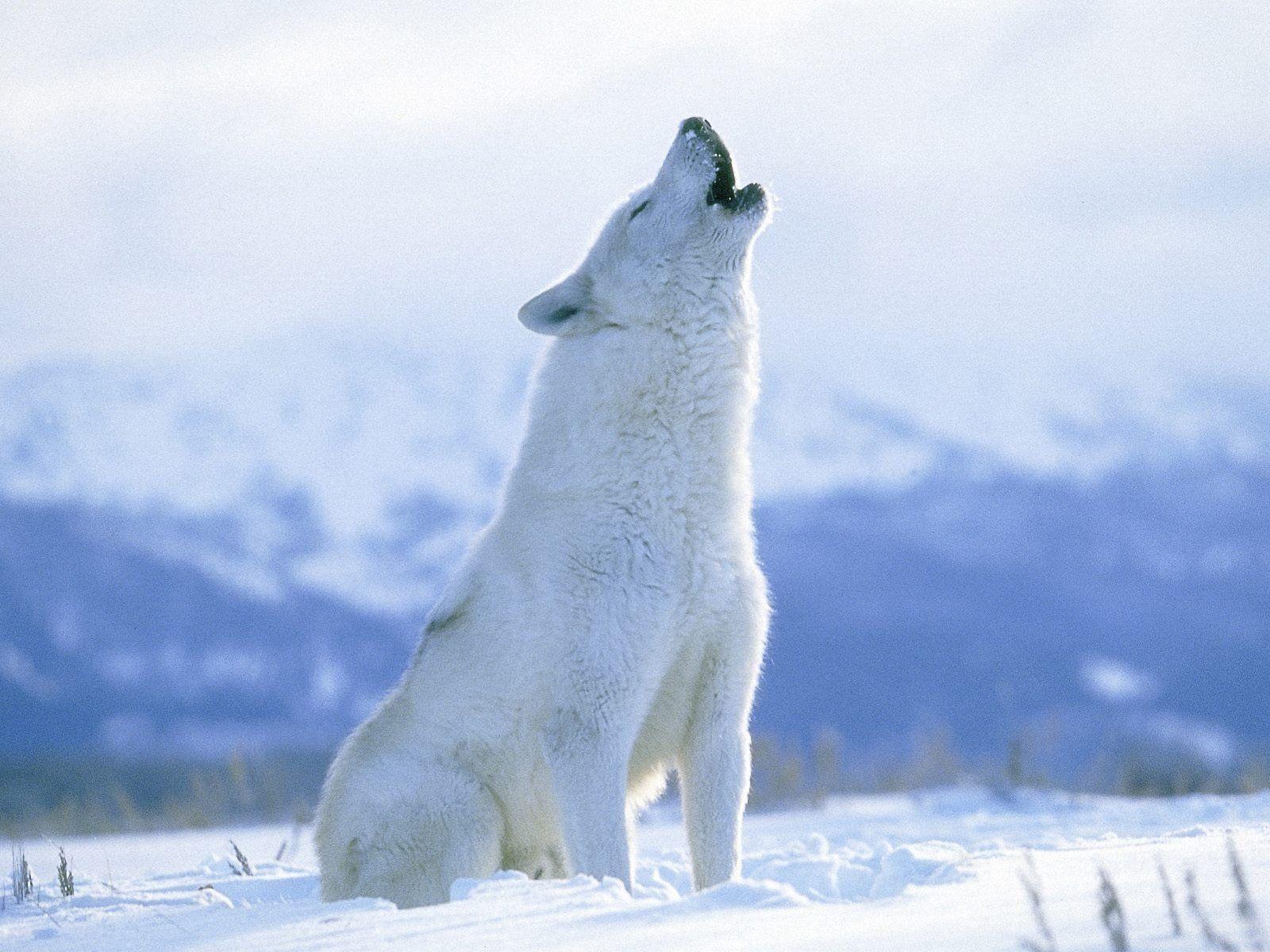 1600x1200 Arctic Wolf Wallpaper Brothersoftdotcom. Howling For Justice