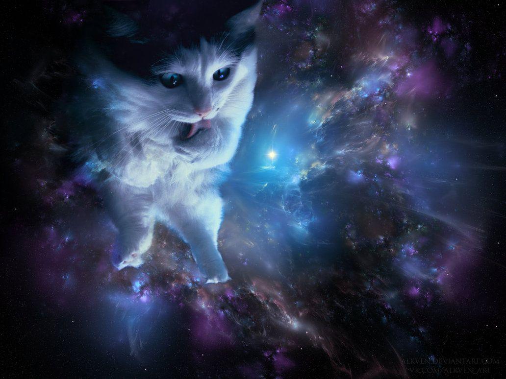 1032x774 Space Cat Wallpaper