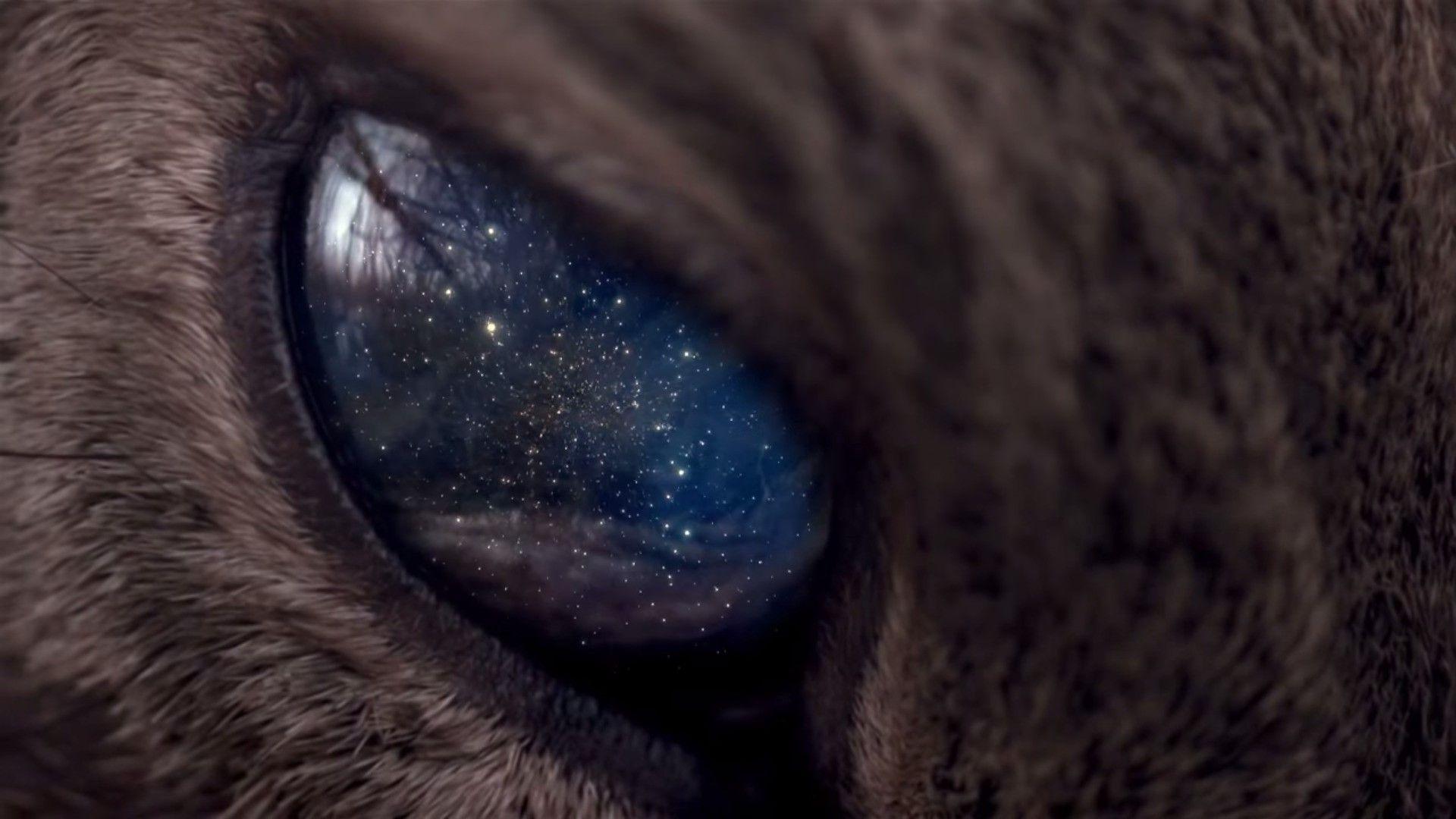 1920x1080 1920x1080 universe space stars animals eyes galaxy