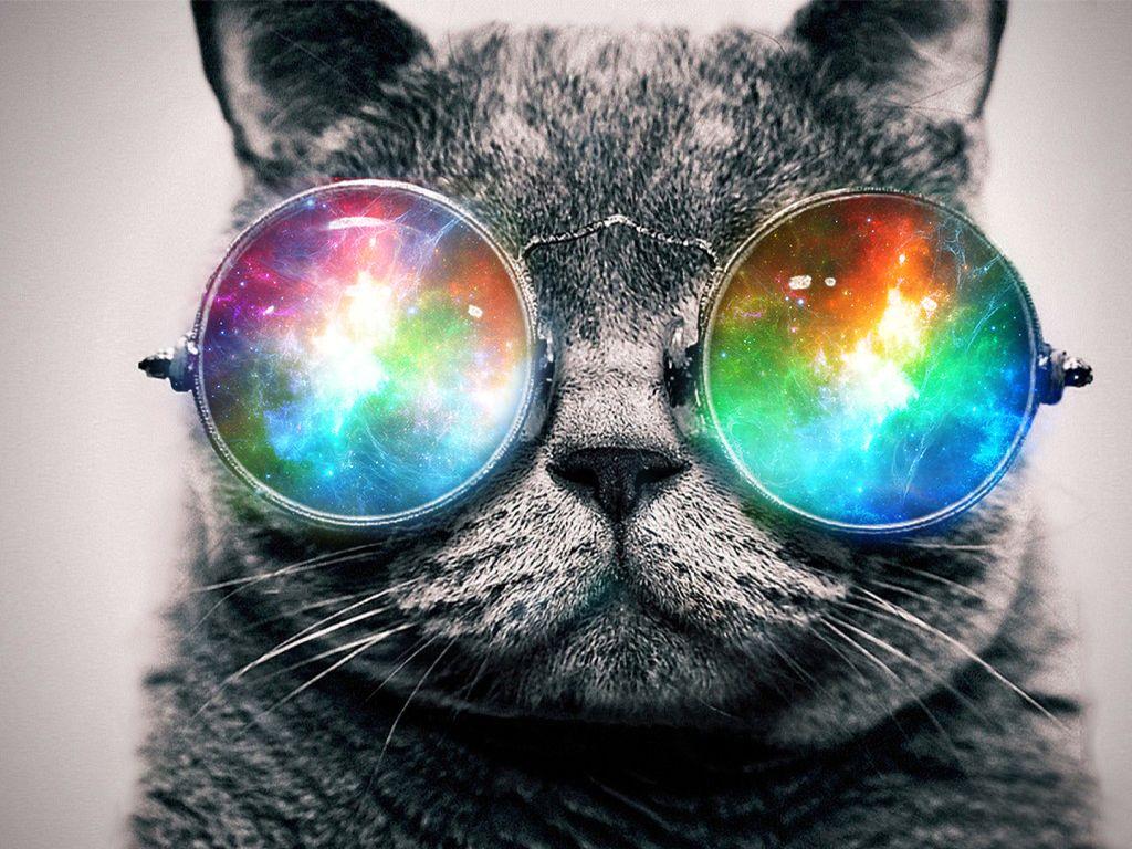 1024x768 Trippy Cat Wallpaper