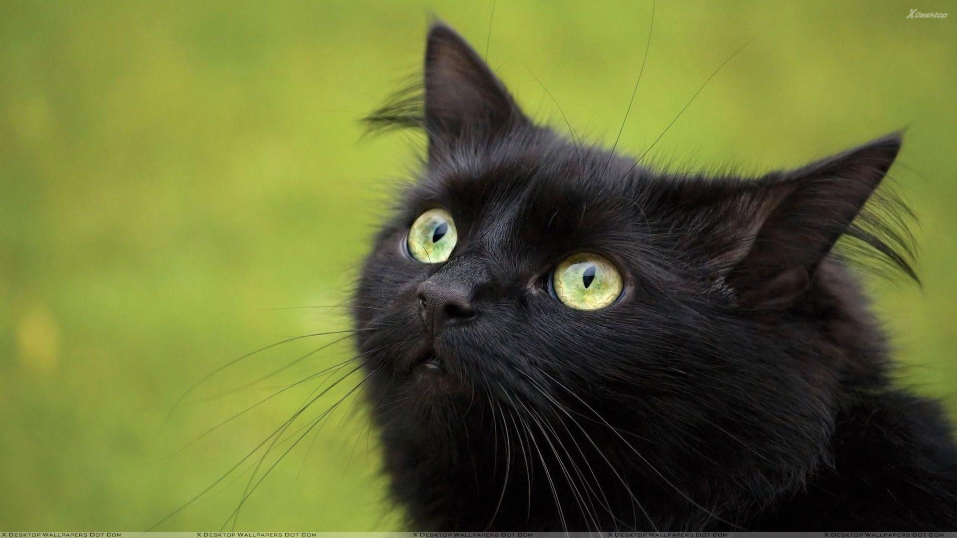 1920x1080 Black Cat In Green Eyes And Green Background Wallpaper