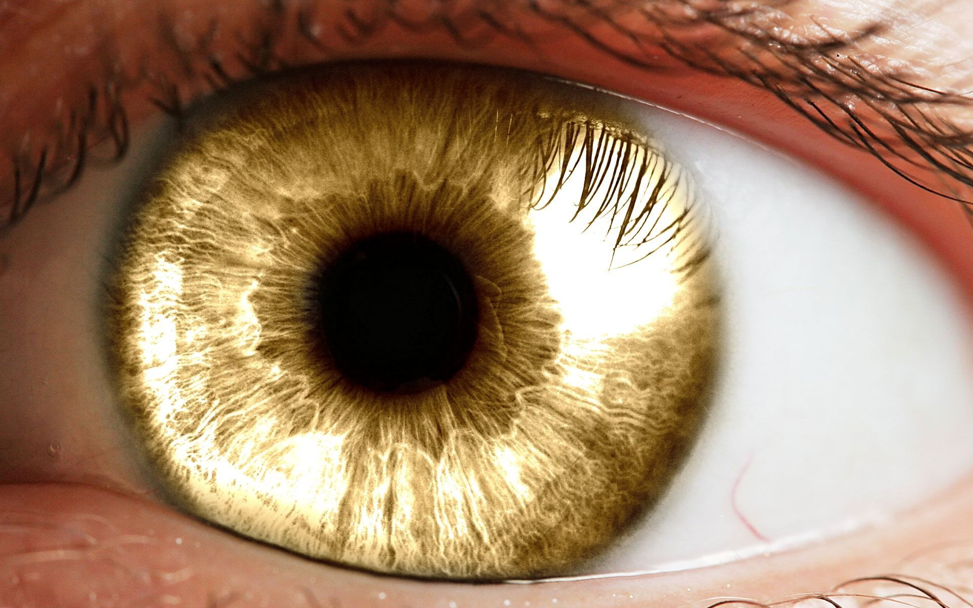 1920x1200 Golden Eye Wallpaper