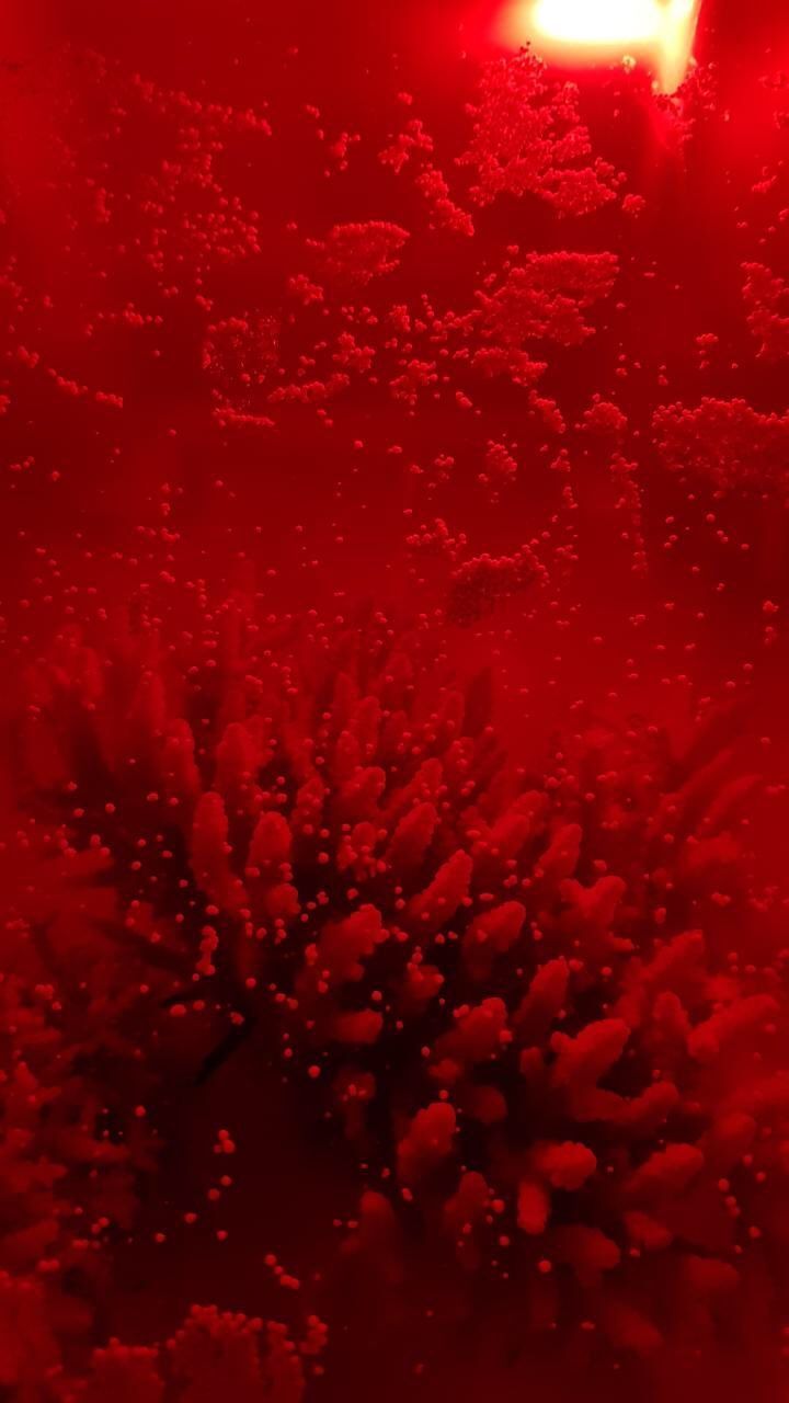 720x1280 Australian Institute of Marine Science