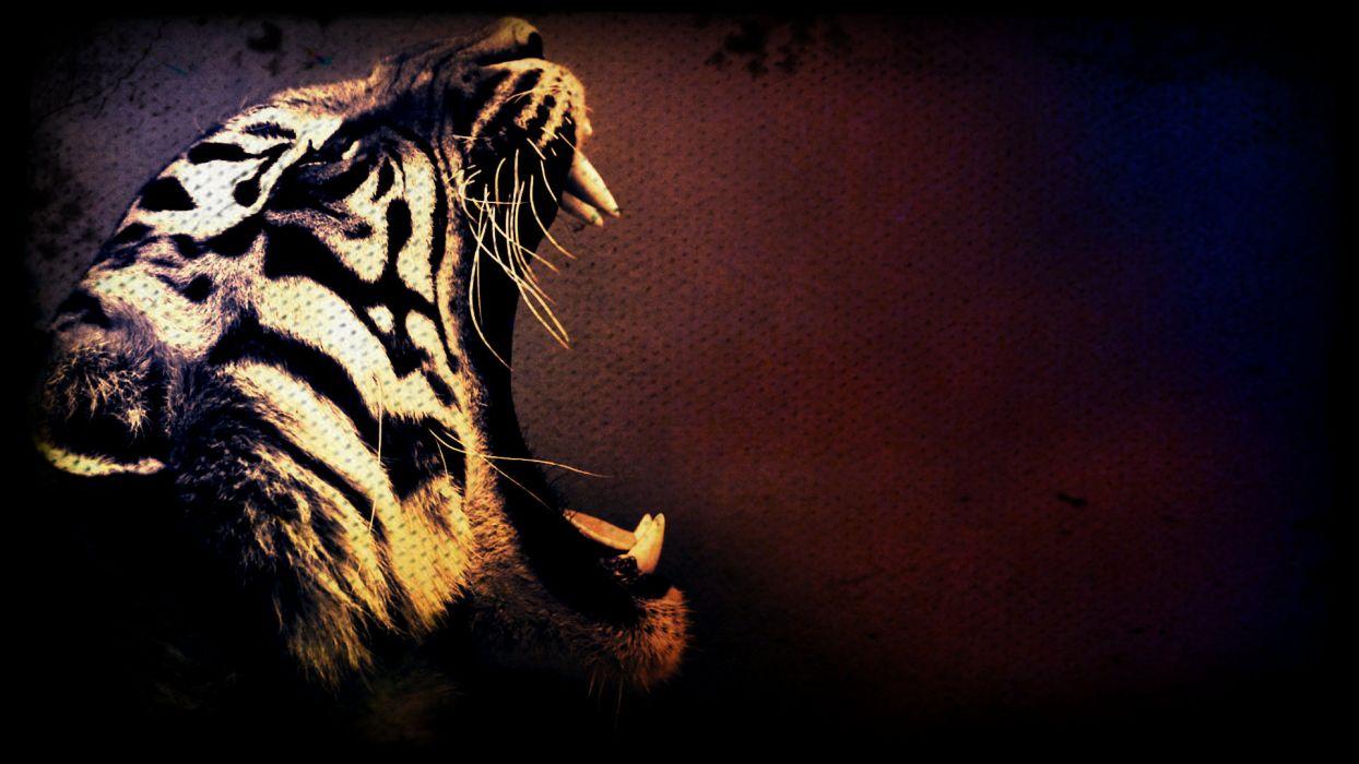 1244x700 Tiger art wallpaperx1080
