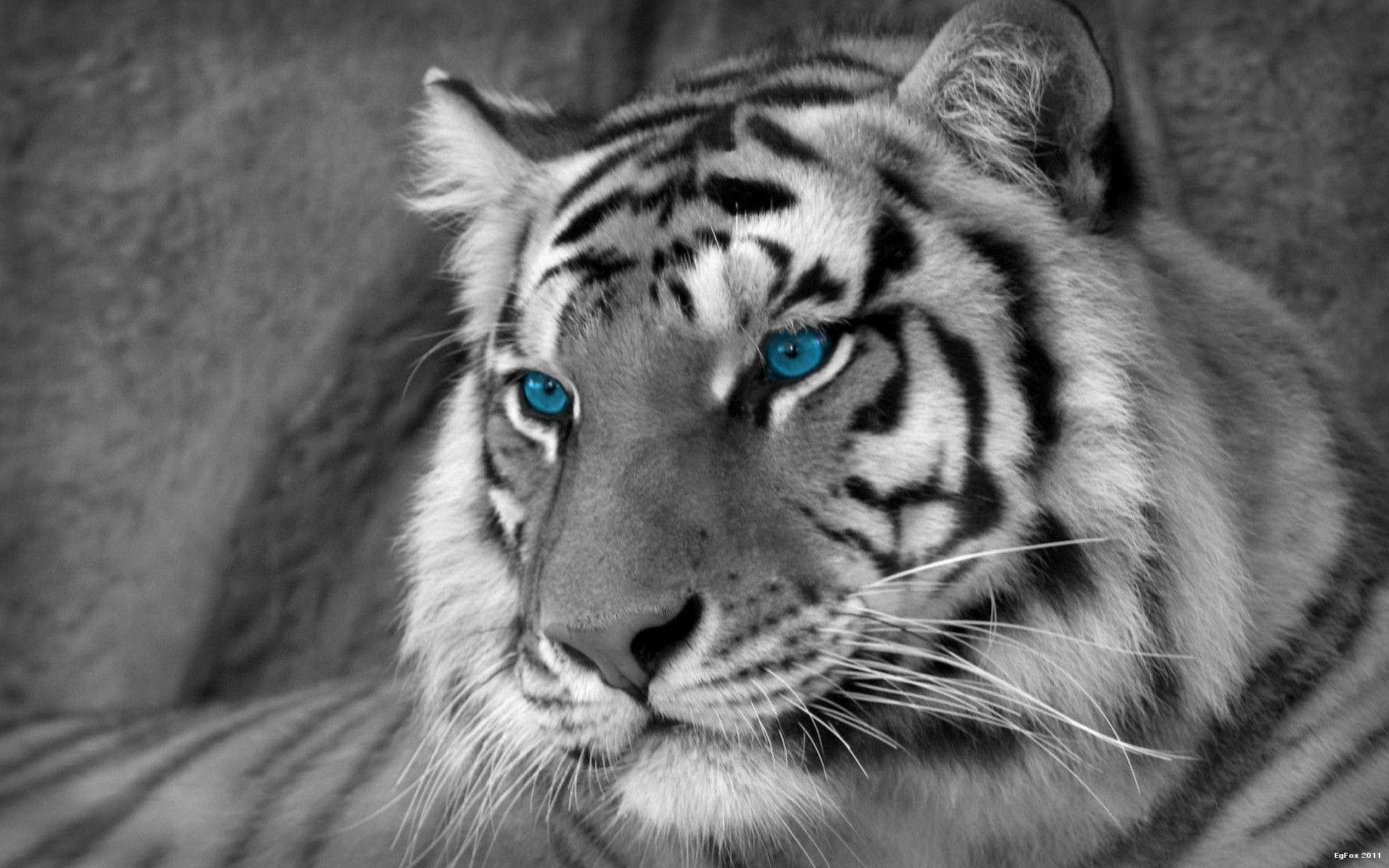 cool white tiger images