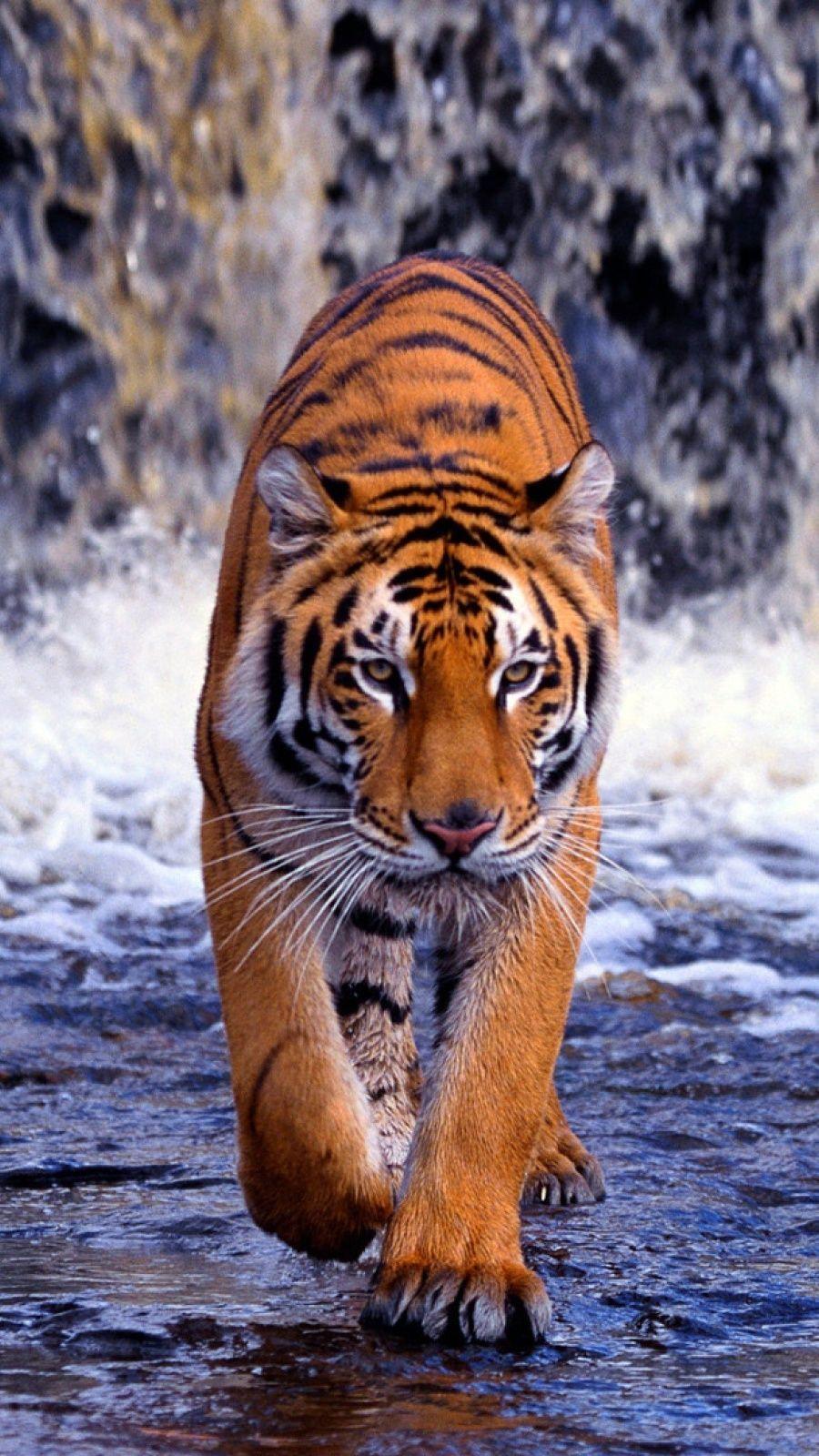 Tiger Desktop Wallpapers  Top Free Tiger Desktop Backgrounds   WallpaperAccess
