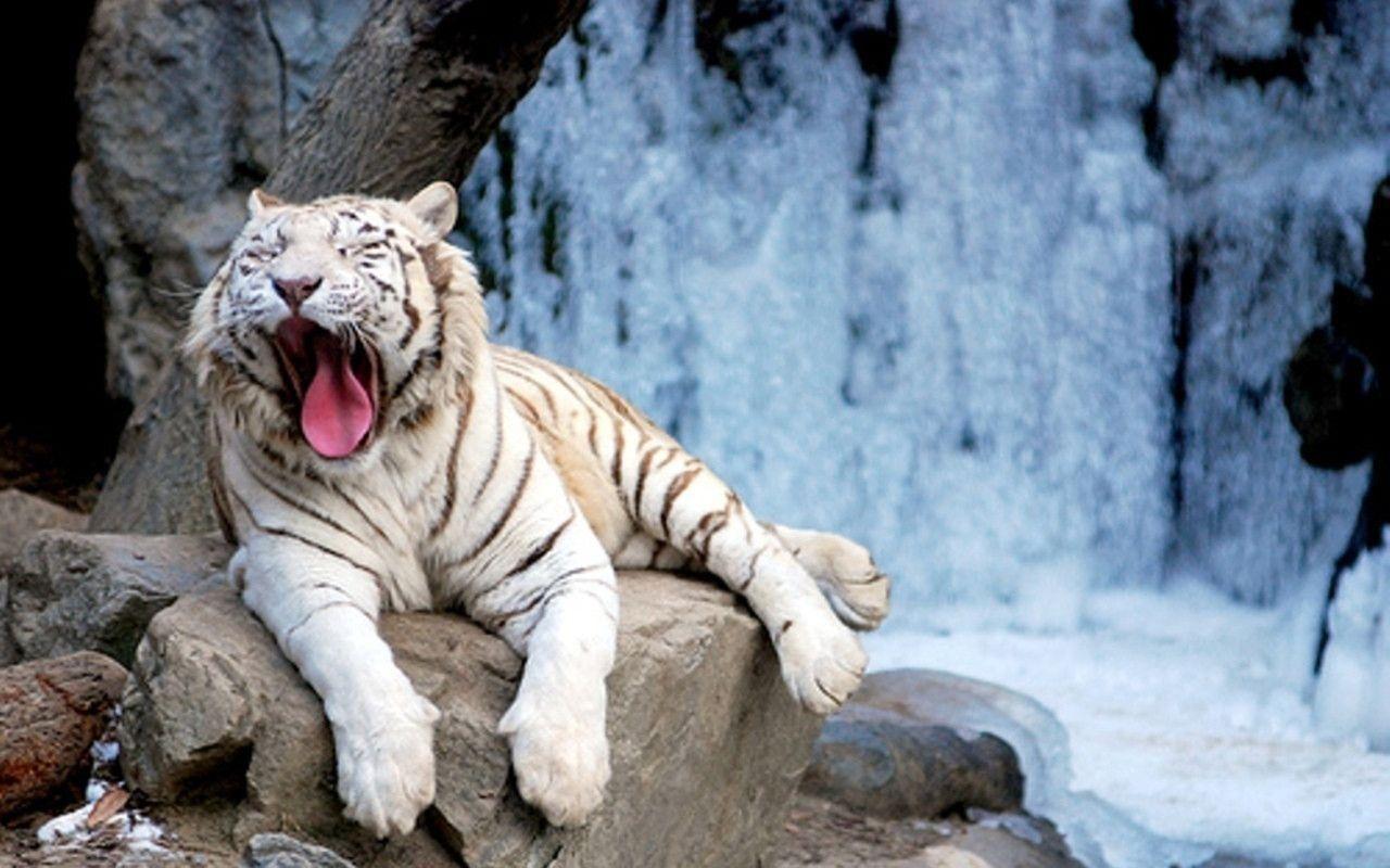 1280x800 White Tiger Wallpaper HD