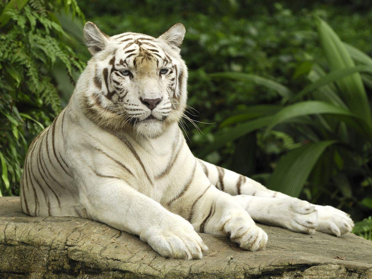 1280x960 White Tiger HD Wallpaper