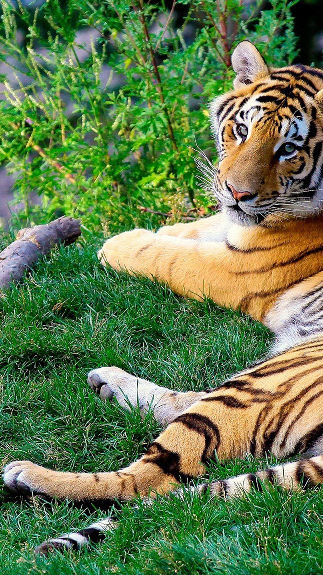 Ai Tiger Mobile Wallpaper  Wallpapers Download 2023