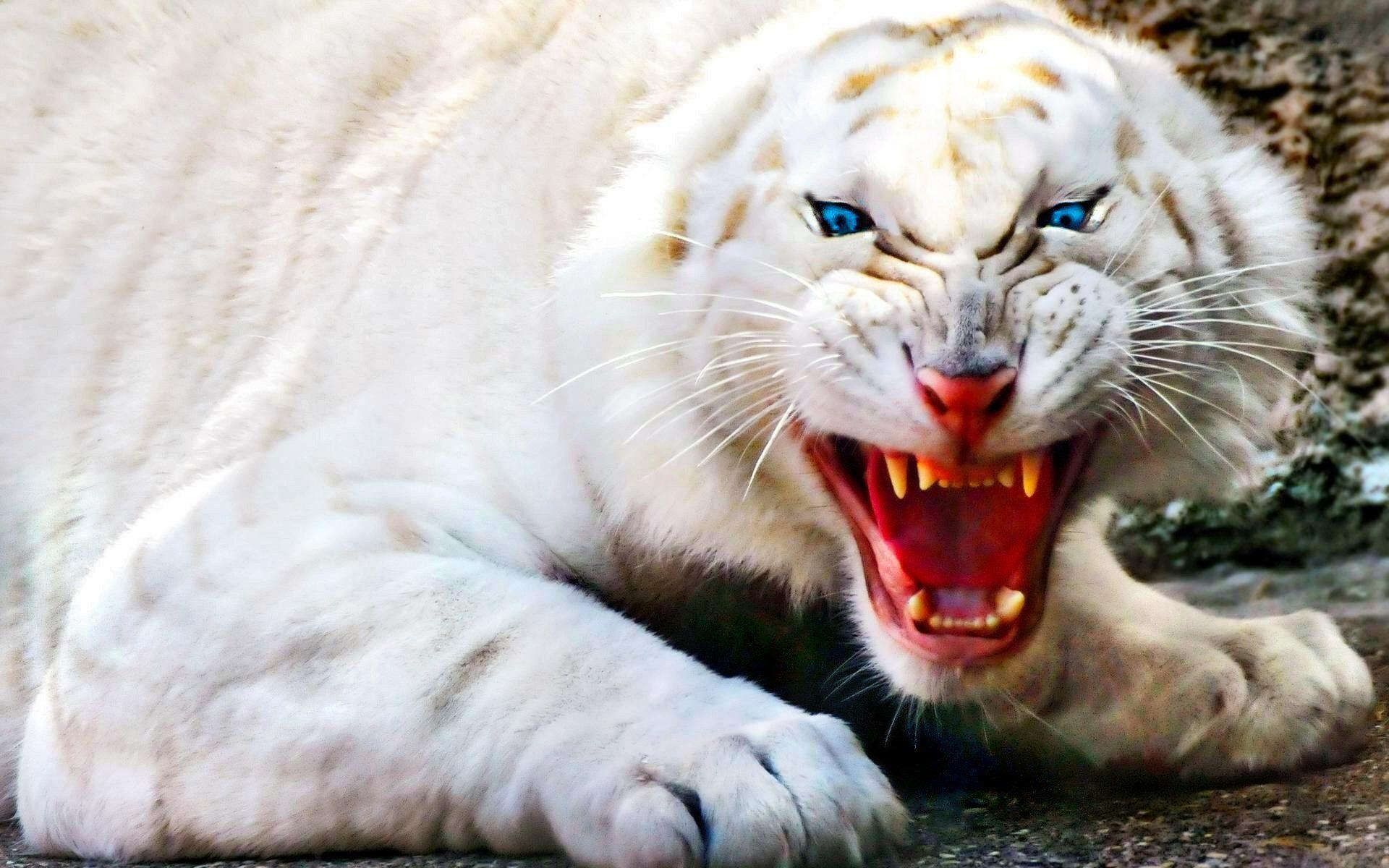 1920x1200 White Tiger HD Wallpaper