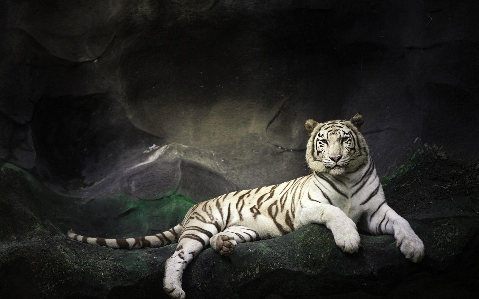 1920x1200 Cool Tiger Wallpaper
