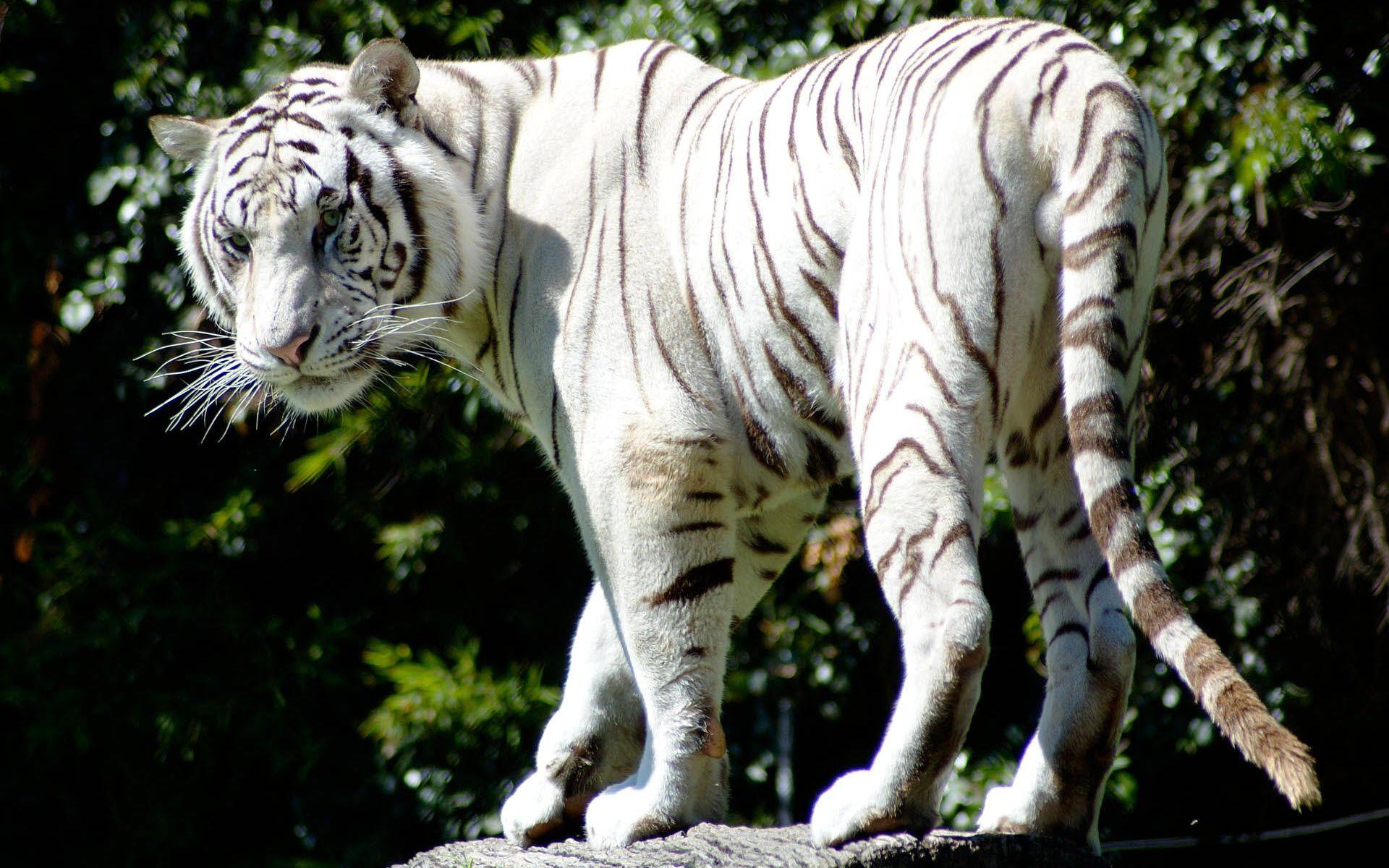 1920x1200 Rare White Tiger Wallpaper