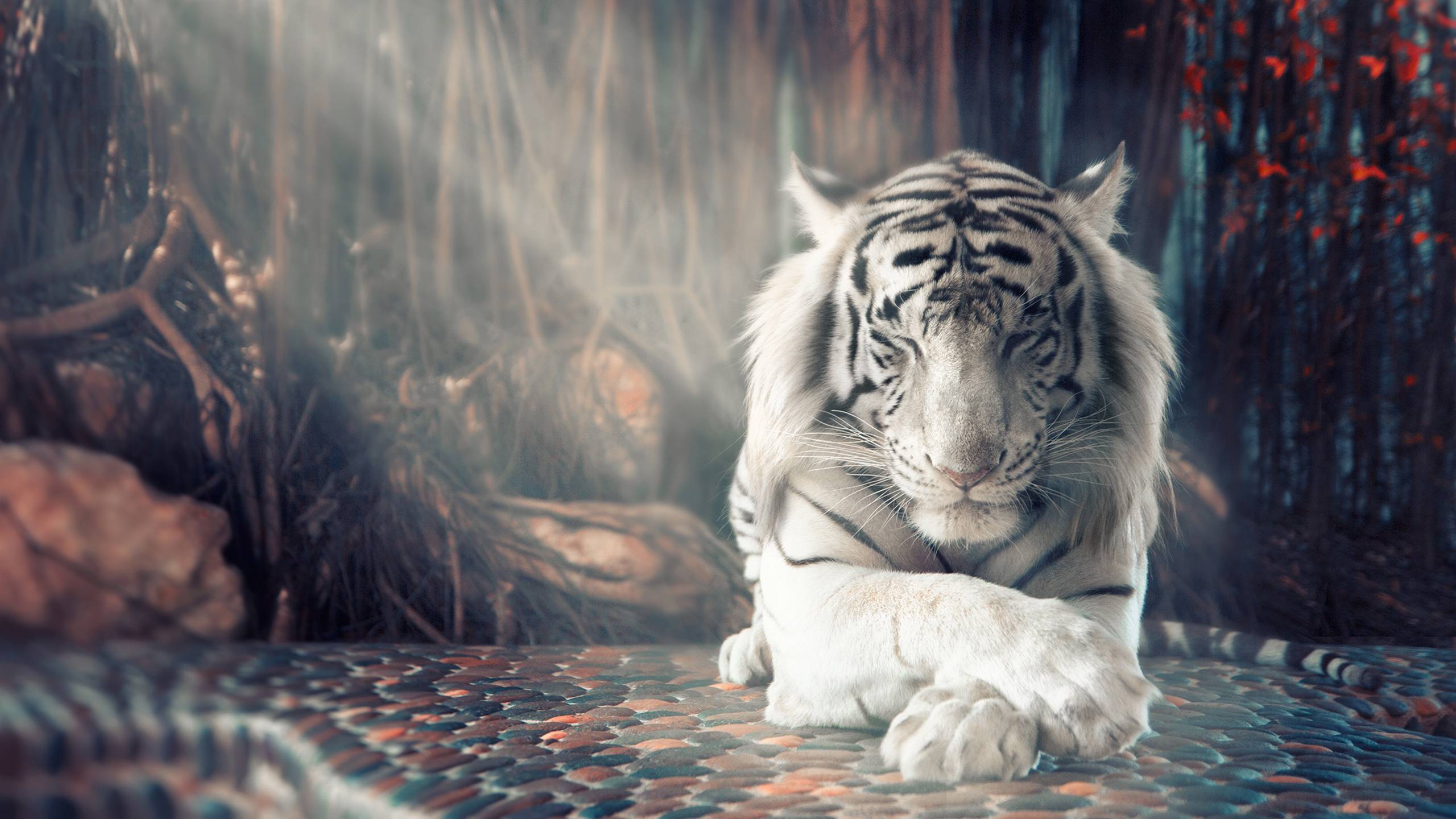 2560x1440 White Tiger Wallpaper