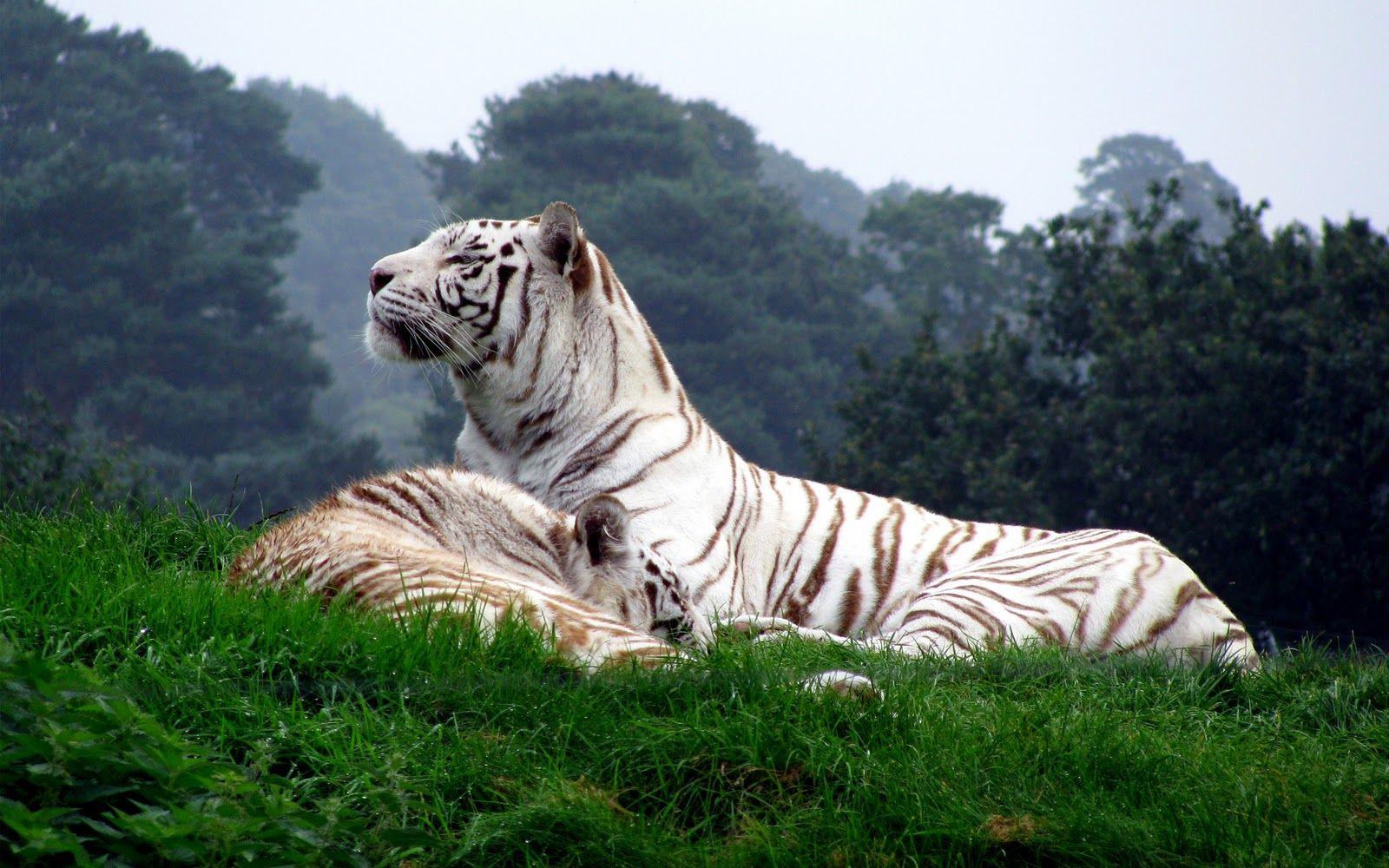 1600x1000 White Tiger HD #wallpaper