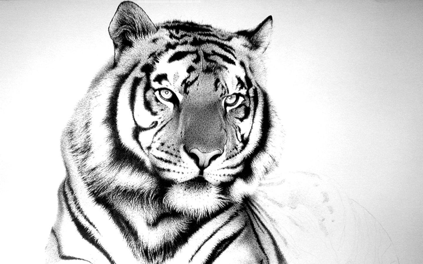 1440x900 White Tiger Wallpaper For iPhone Free Download > SubWallpaper