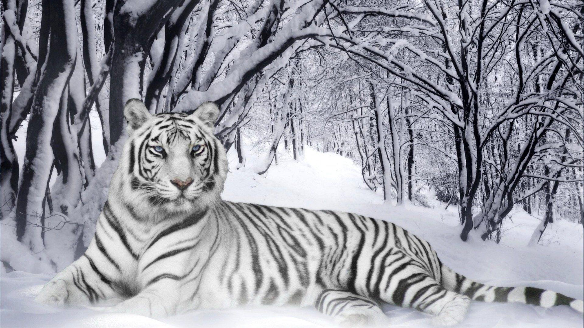 1920x1080 Snow Tiger Wallpaper