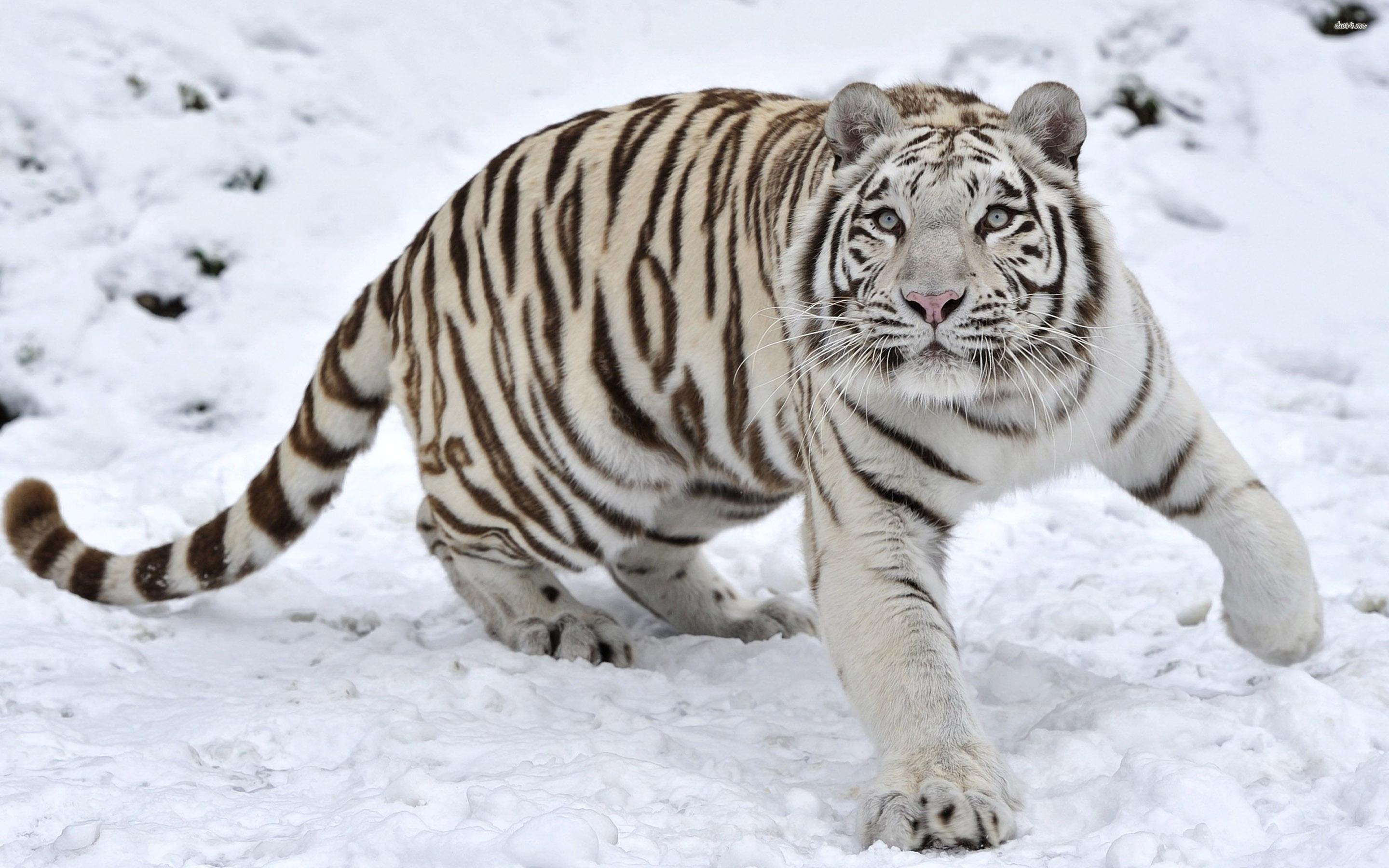 2880x1800 White Tiger HD Wallpaper 1080p Nice Wallpaper