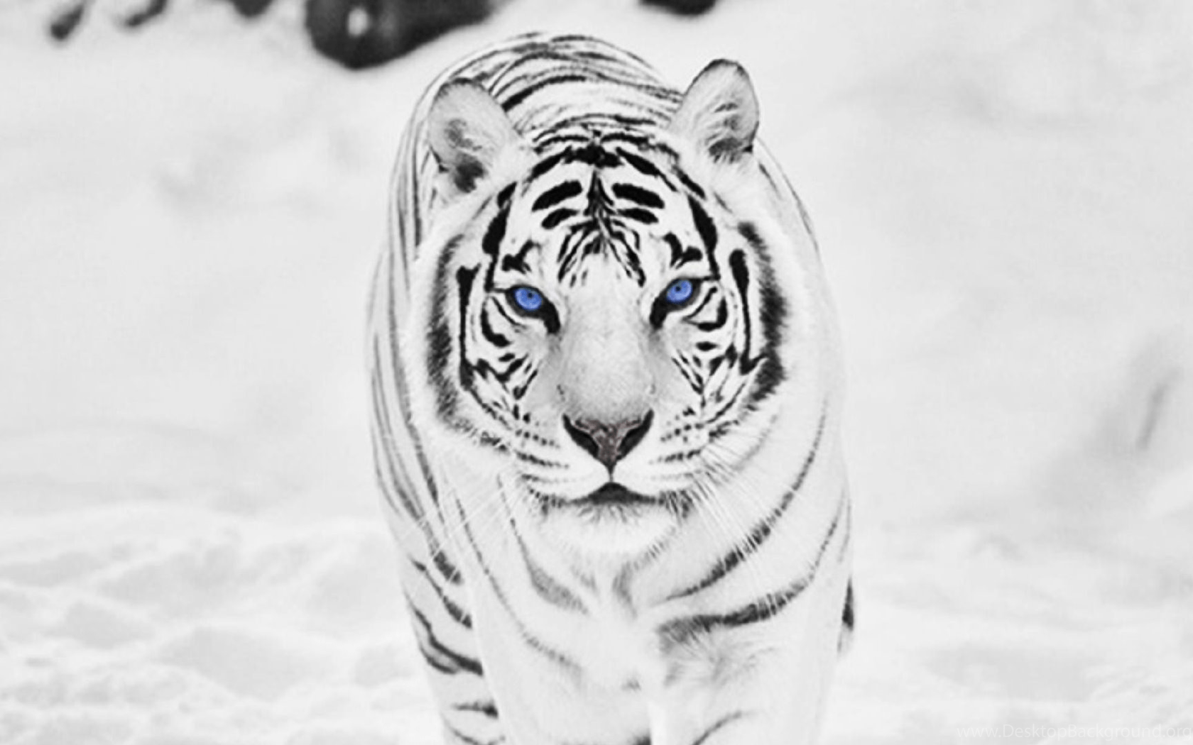 1680x1050 White Tiger Wallpaper HD Desktop Attachment 2282 HD