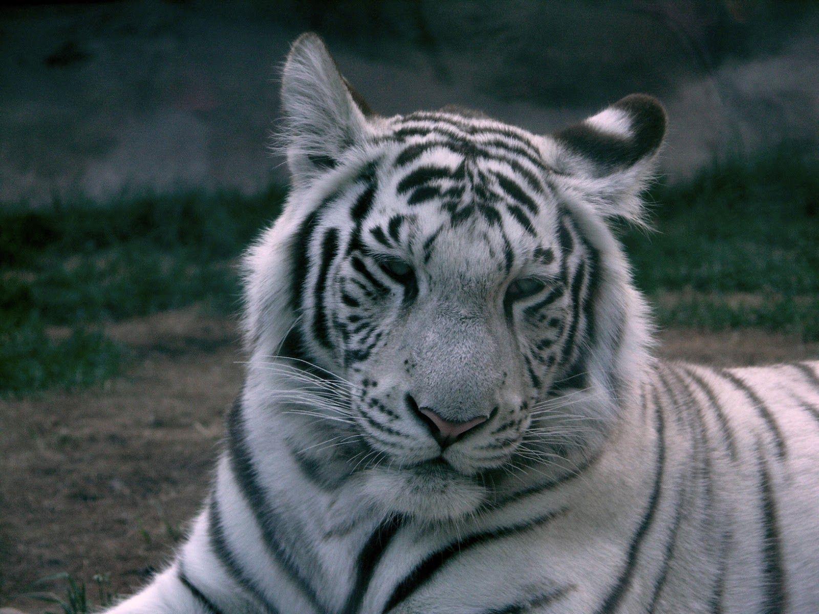 1600x1200 Tiger Animal Facts & Background HD Wallpaper Download