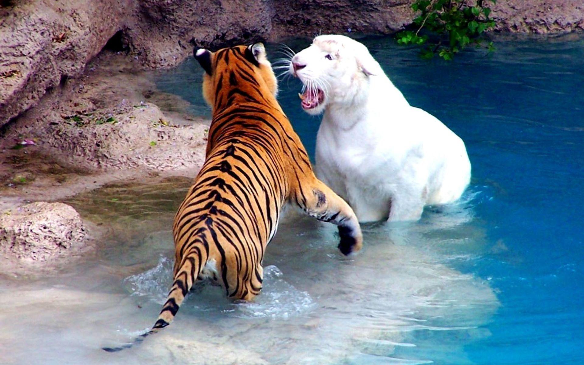 1920x1200 animals tigers fight white tiger 1920x1200 wallpaper High