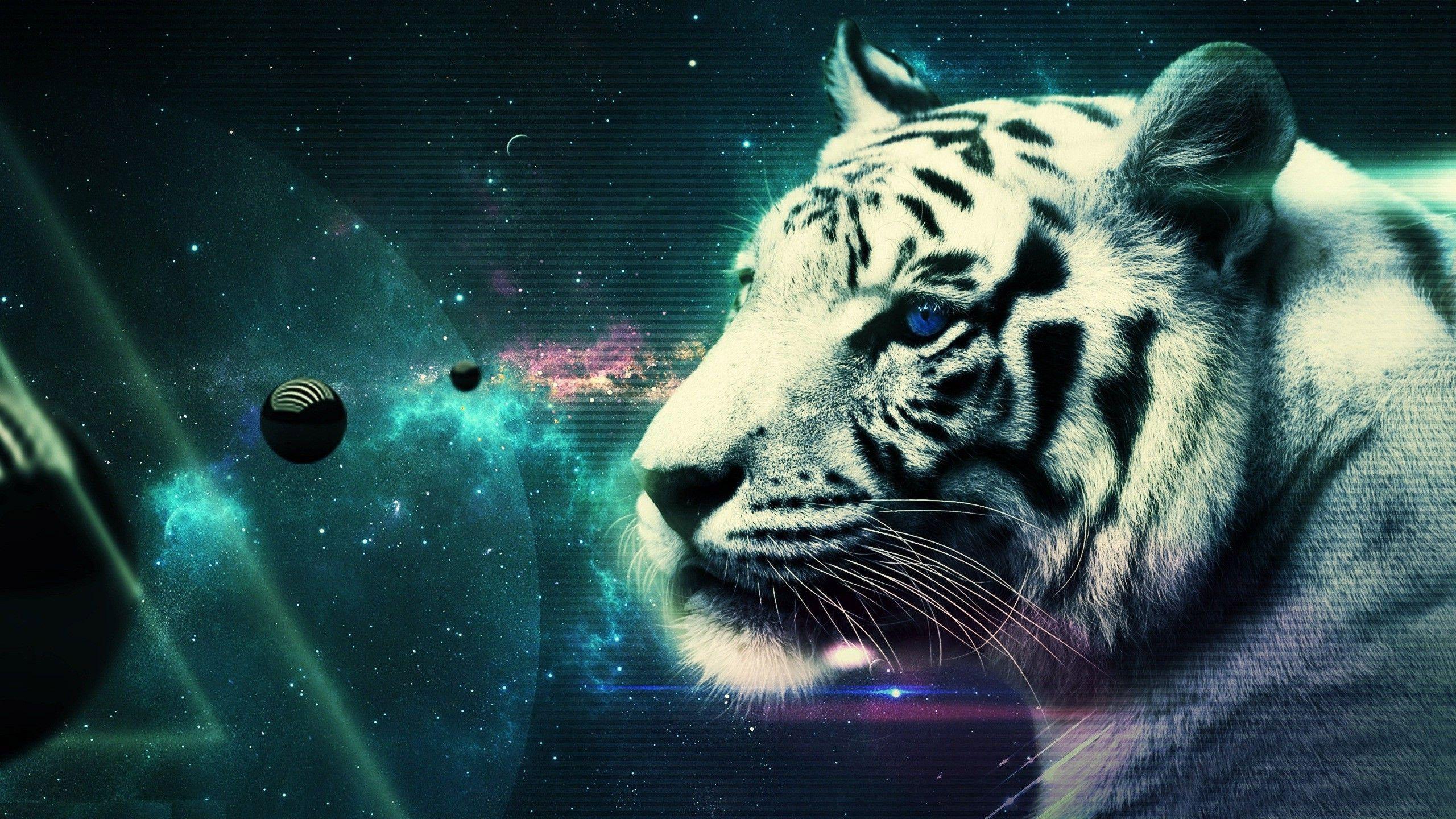 2560x1440 White Tiger Wallpaper HD