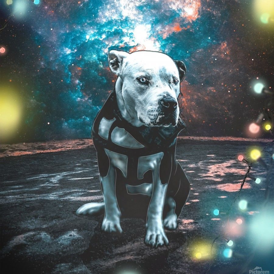 900x900 cosmos background space dog