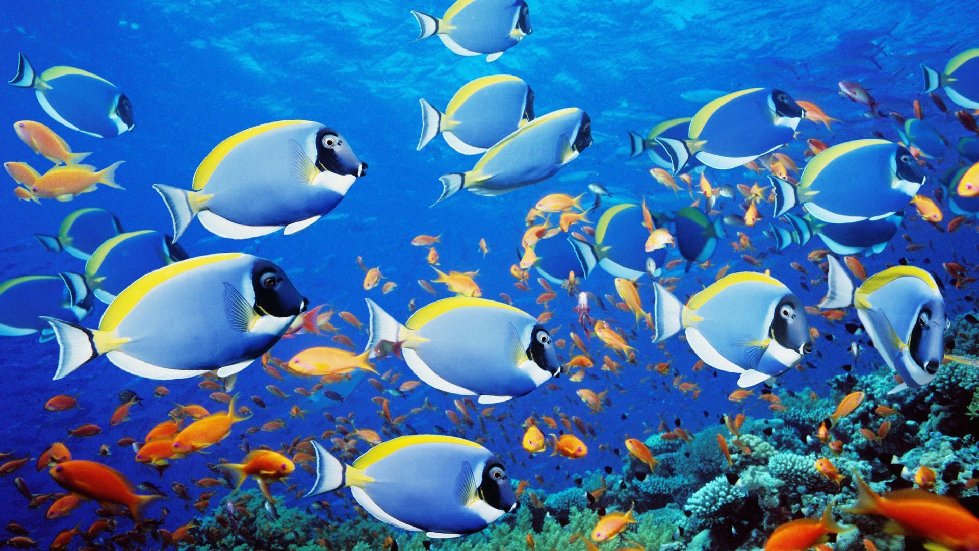 1920x1080 School Of Fish Wallpaper