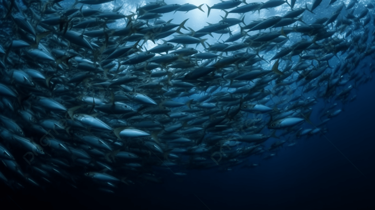1200x673 School Of Fish Swimming In The Ocean