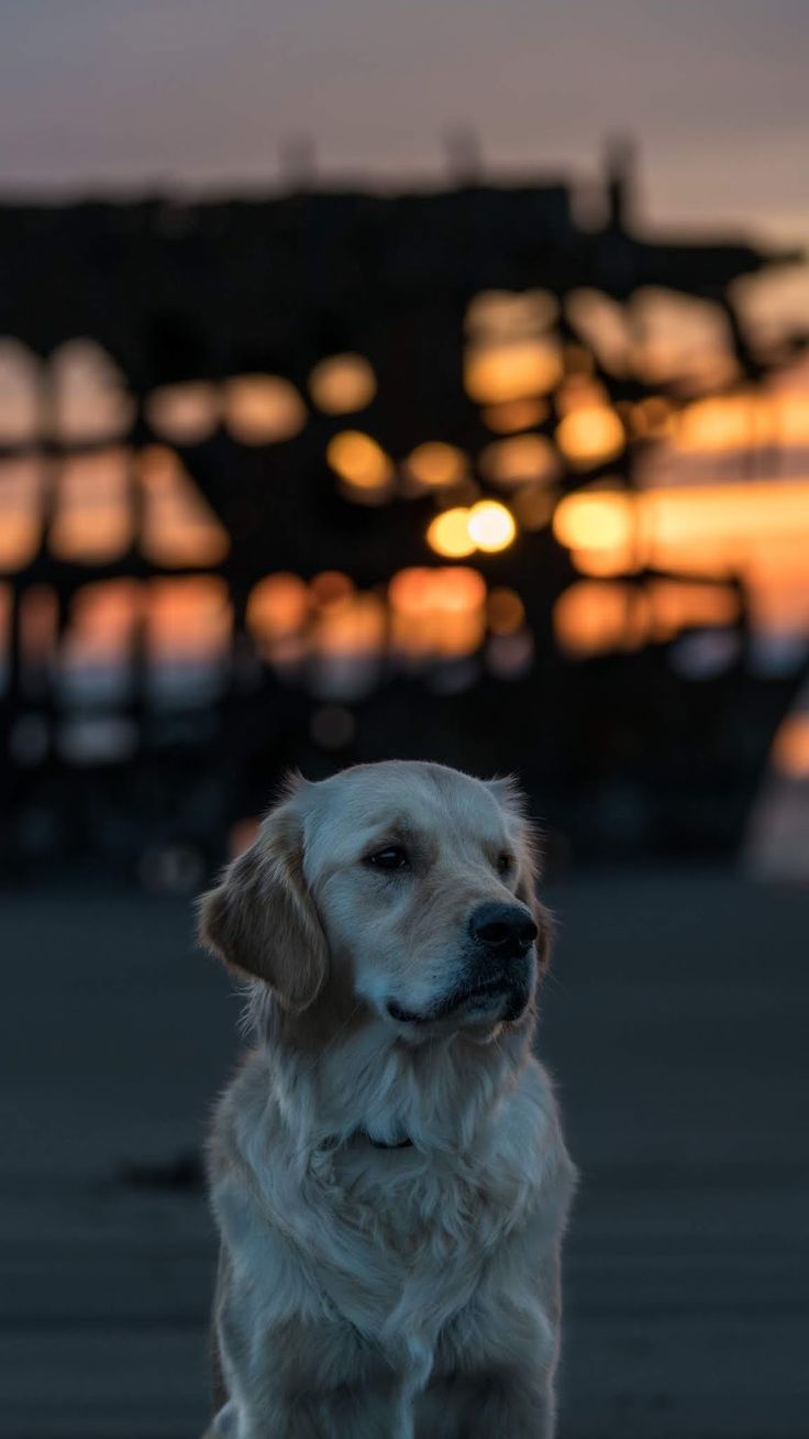 736x1308 Labrador Dog with Muzzle
