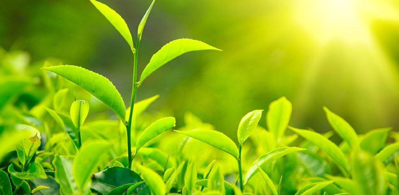 1280x628 Tea Leaf