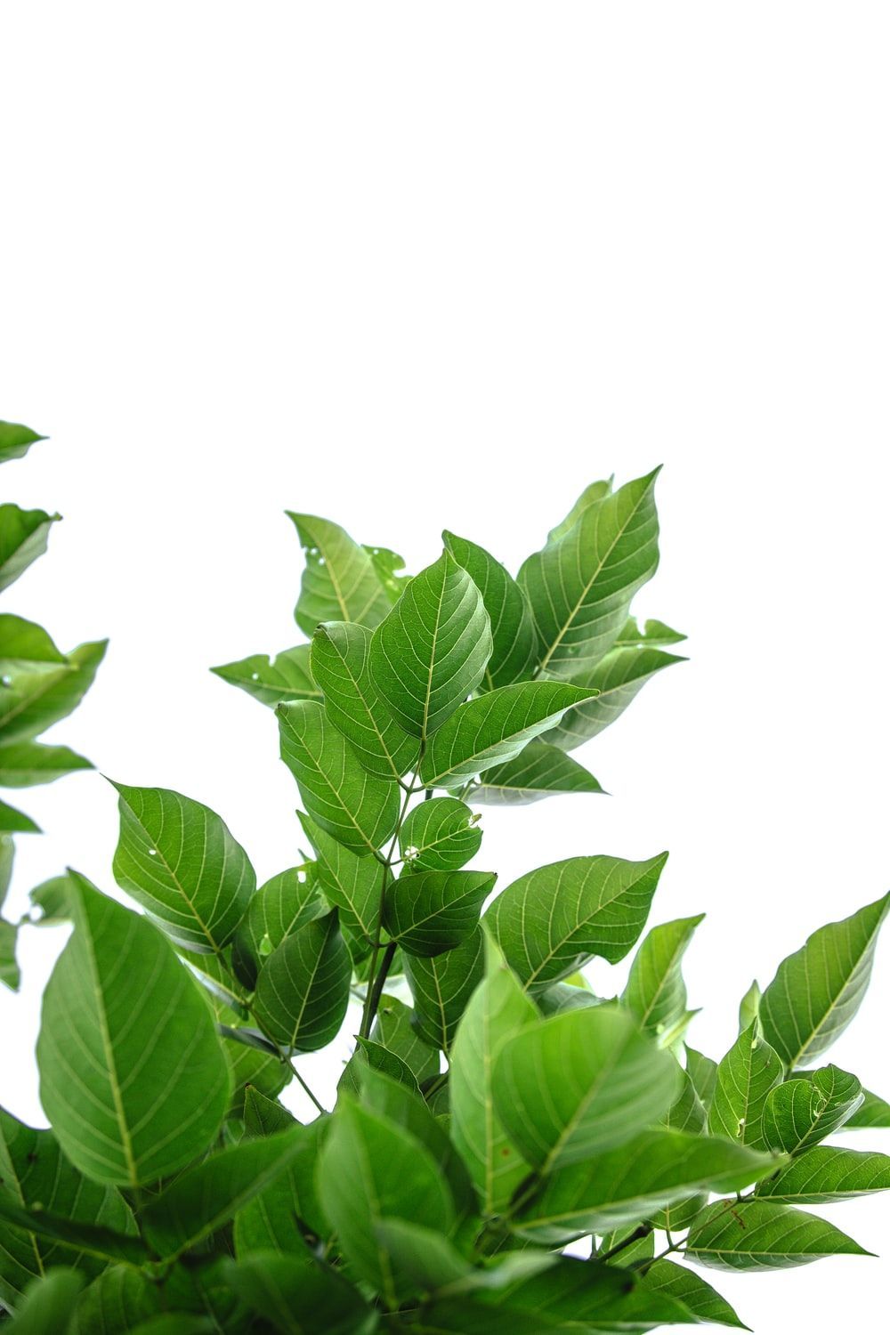 1000x1500 Tea Leaves Wallpaper
