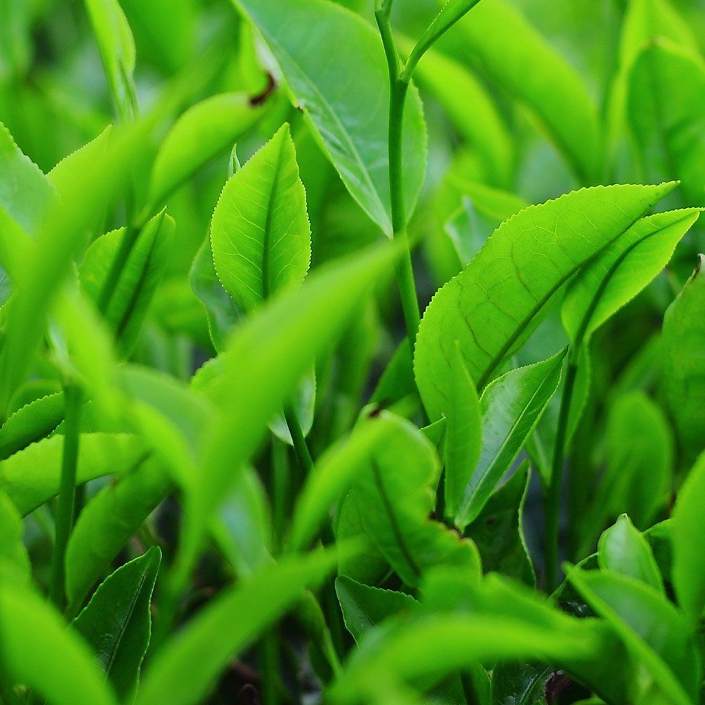 1024x1024 Green tea