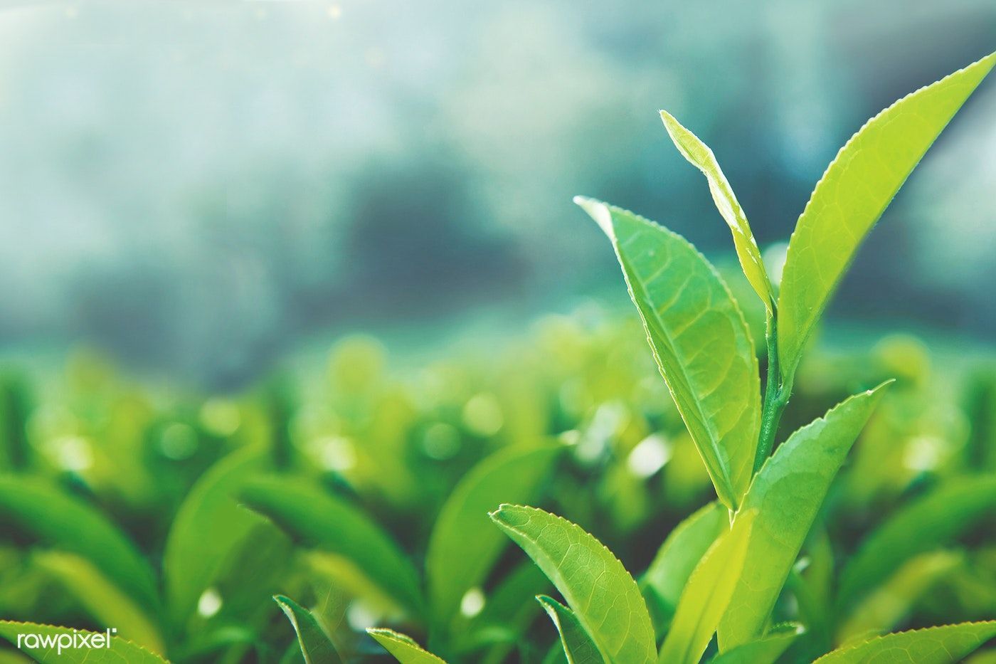 1400x933 Green tea leaves in a field. free