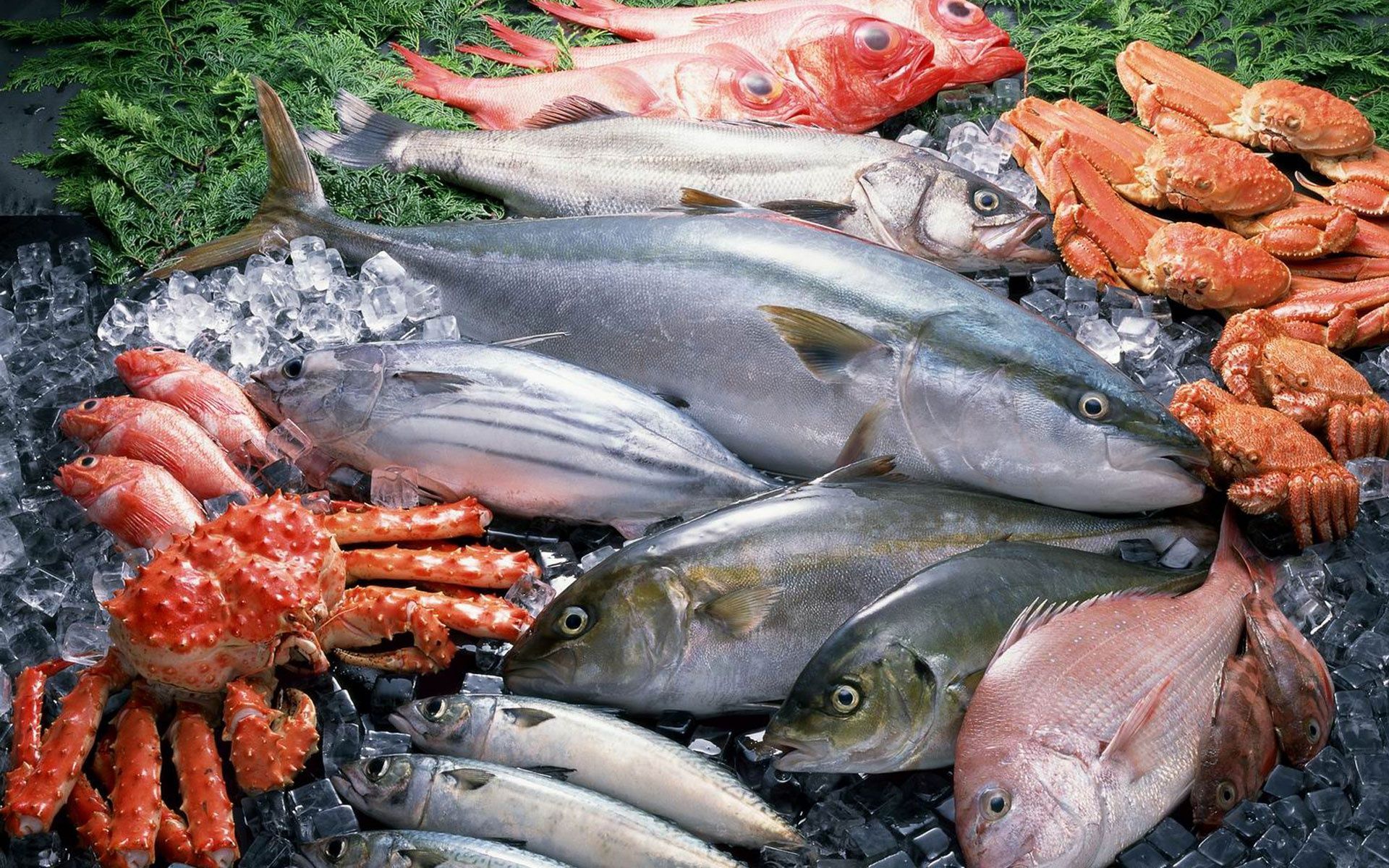 1920x1200 Food Fish HD Wallpaper