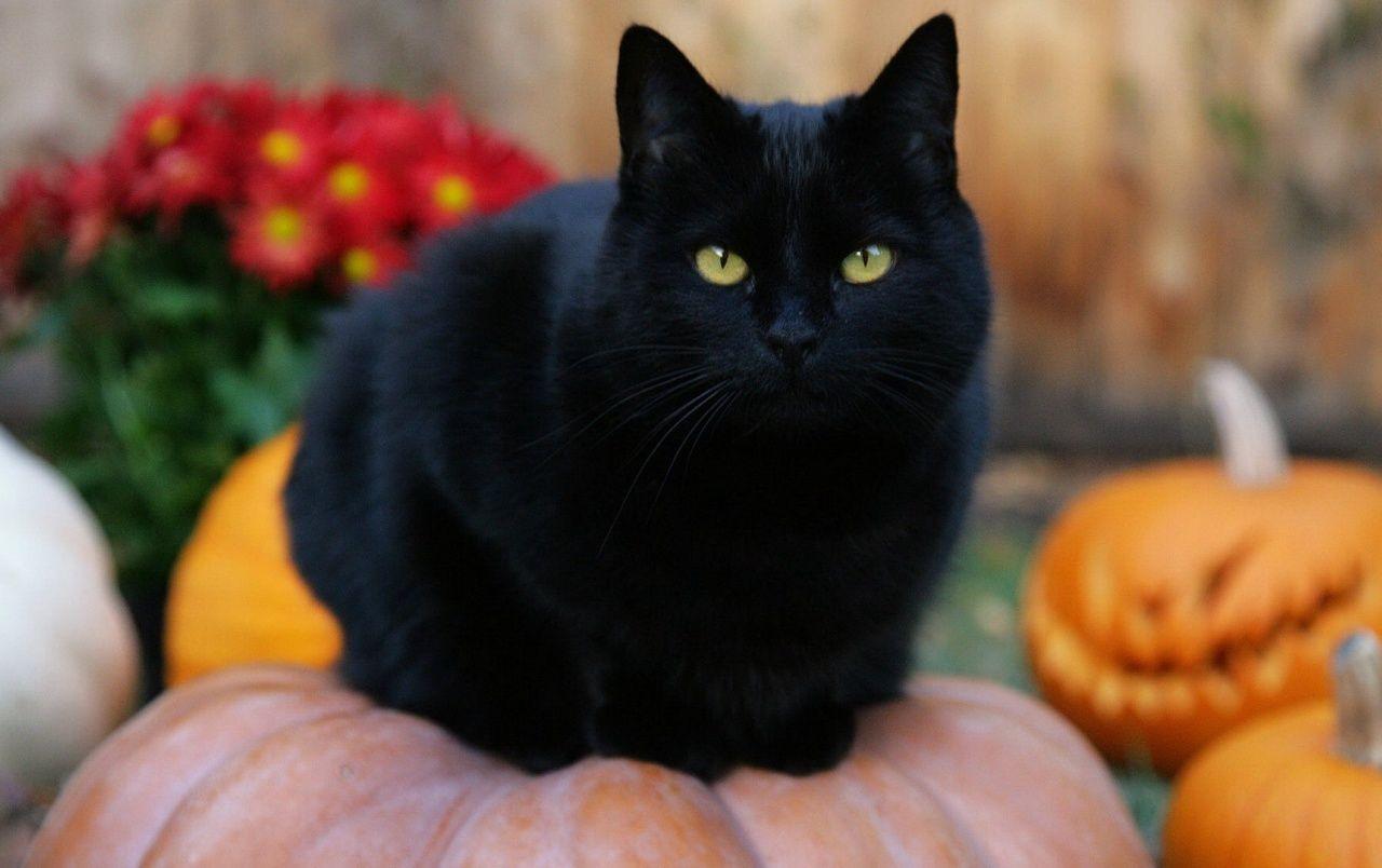 1280x804 Black Fat Cat wallpaper. Black Fat Cat