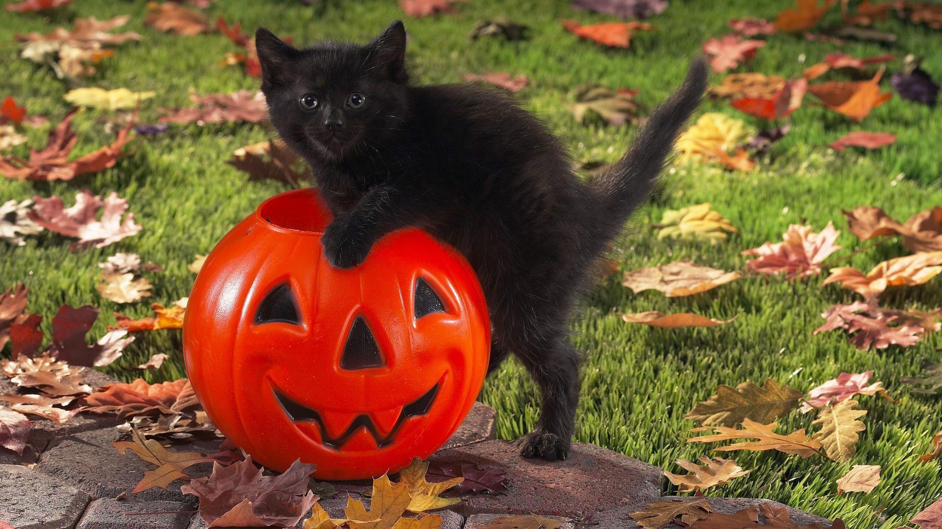 Cute Black Cat Halloween Wallpapers - Top Free Cute Black Cat Halloween