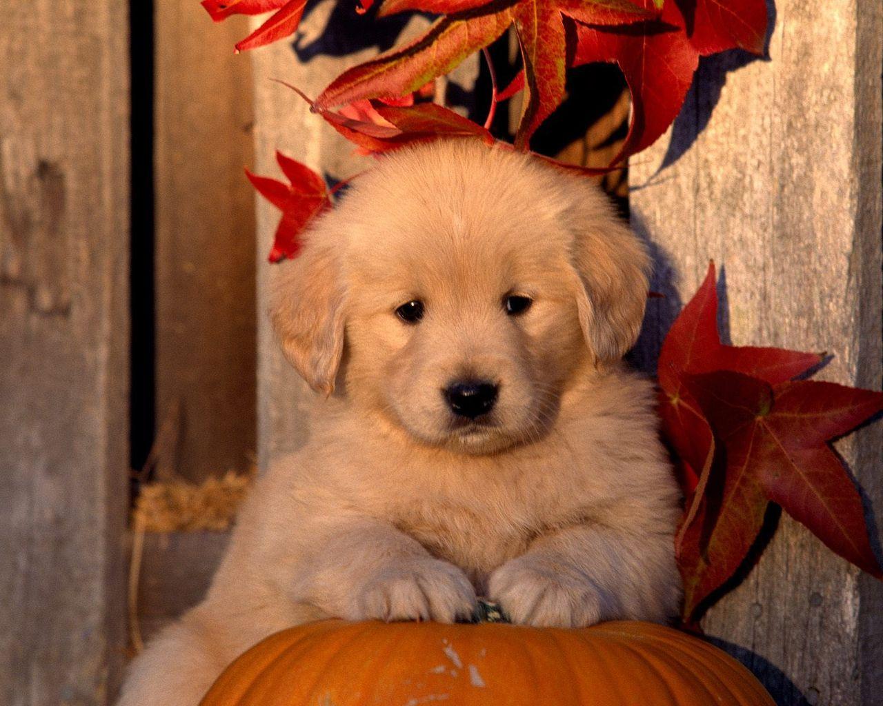 Download wallpapers Labrador Retriever Large Brown Dog Pet Pumpkin  Garden Halloween Autumn Golden Retriever Dog  Dog photoshoot Dog  halloween Dog photos