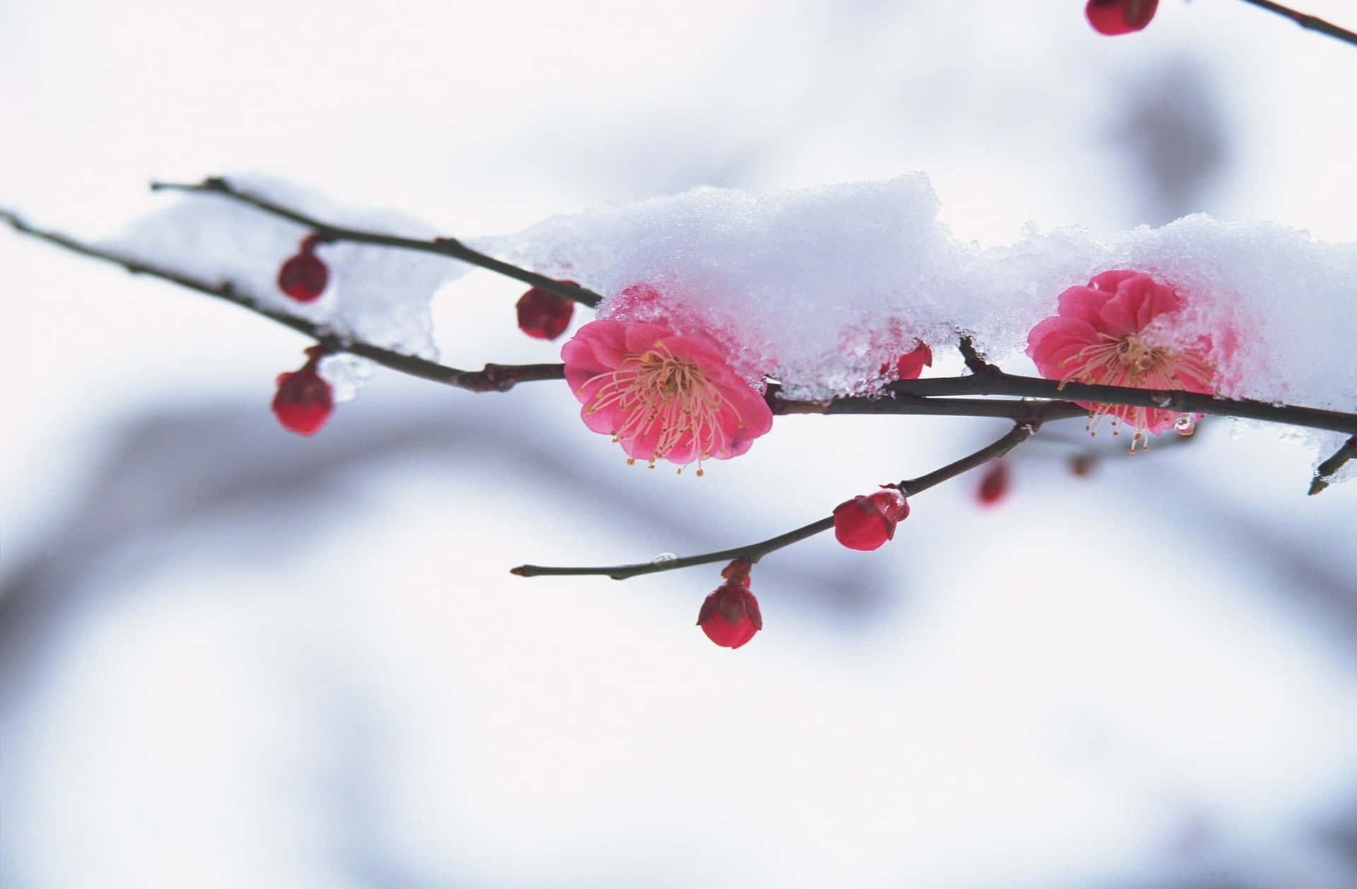 1920x1258 Winter Flowers Wallpaper
